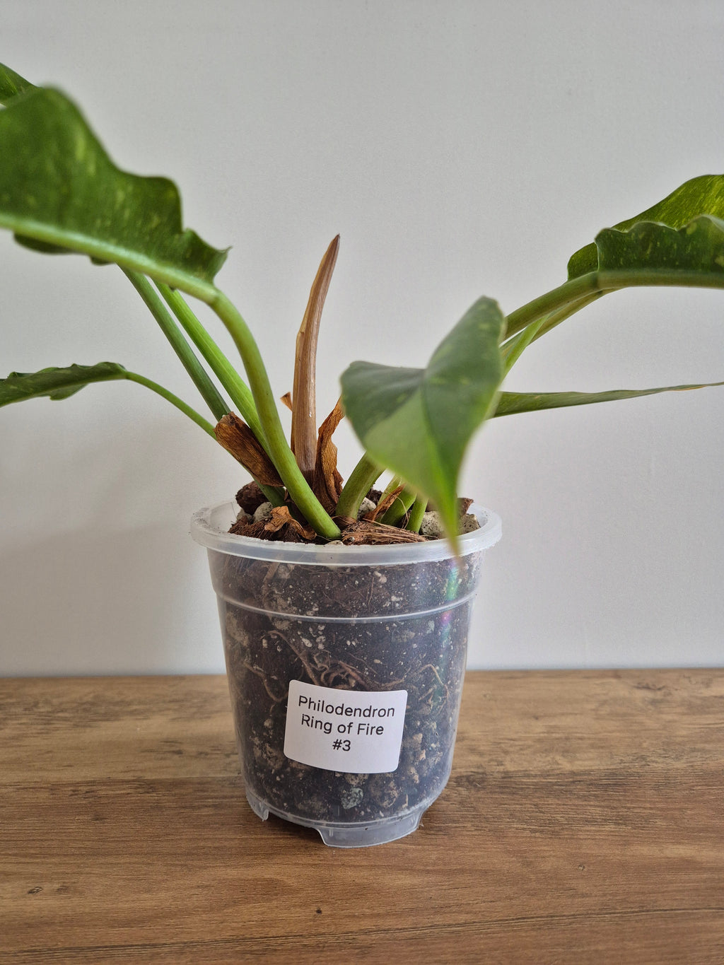 Philodendron Ring of Fire #3