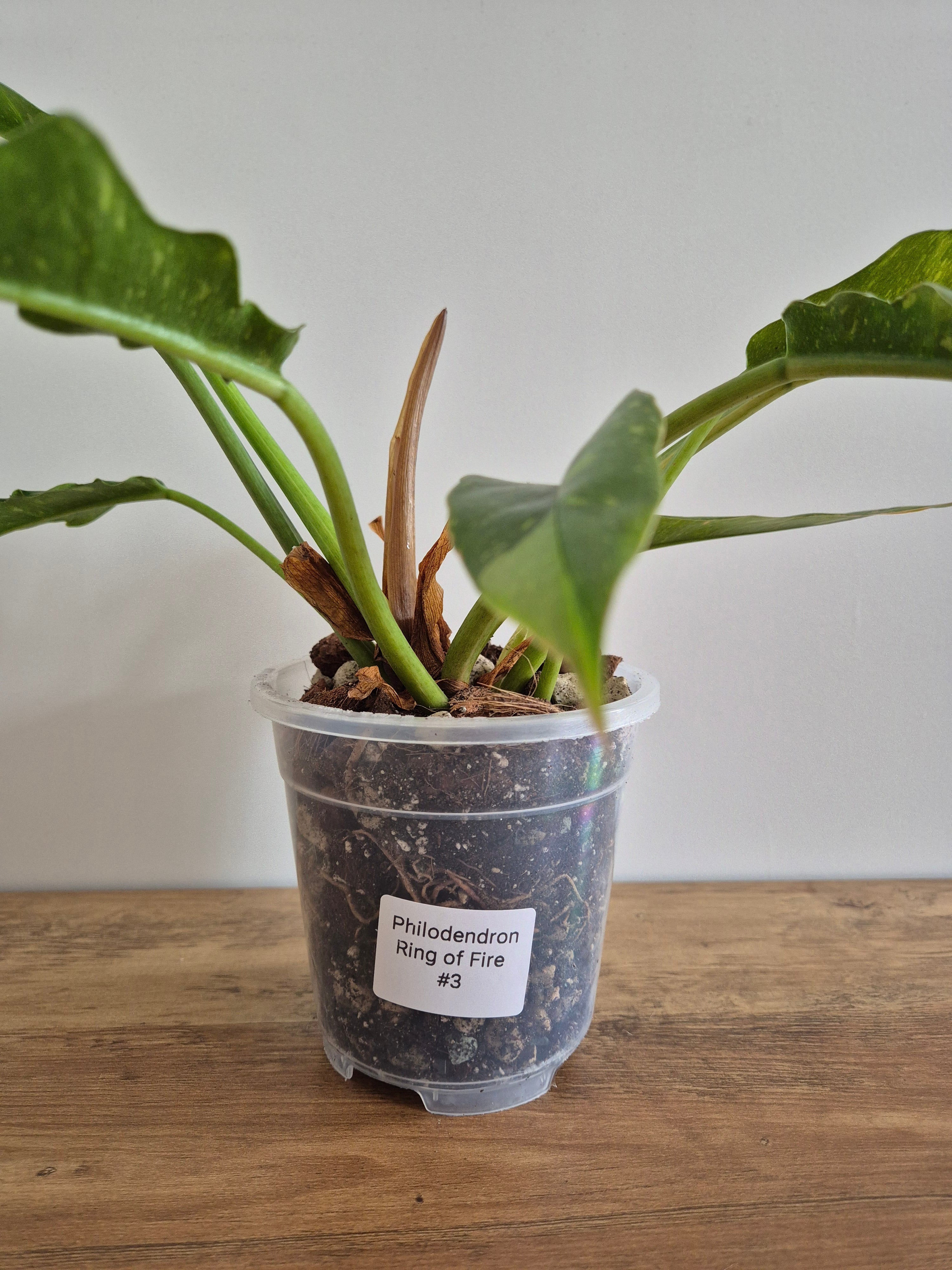 Philodendron Ring of Fire #3