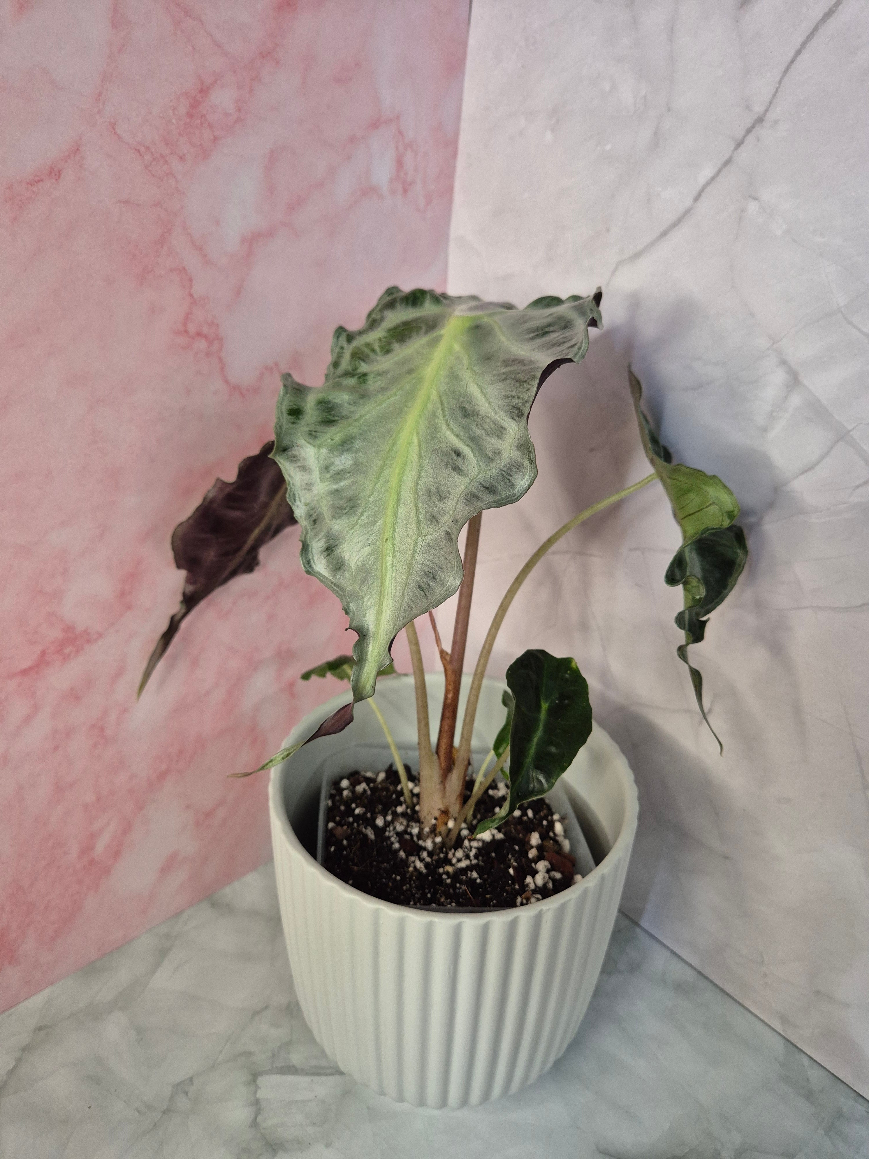 Alocasia Venom #4