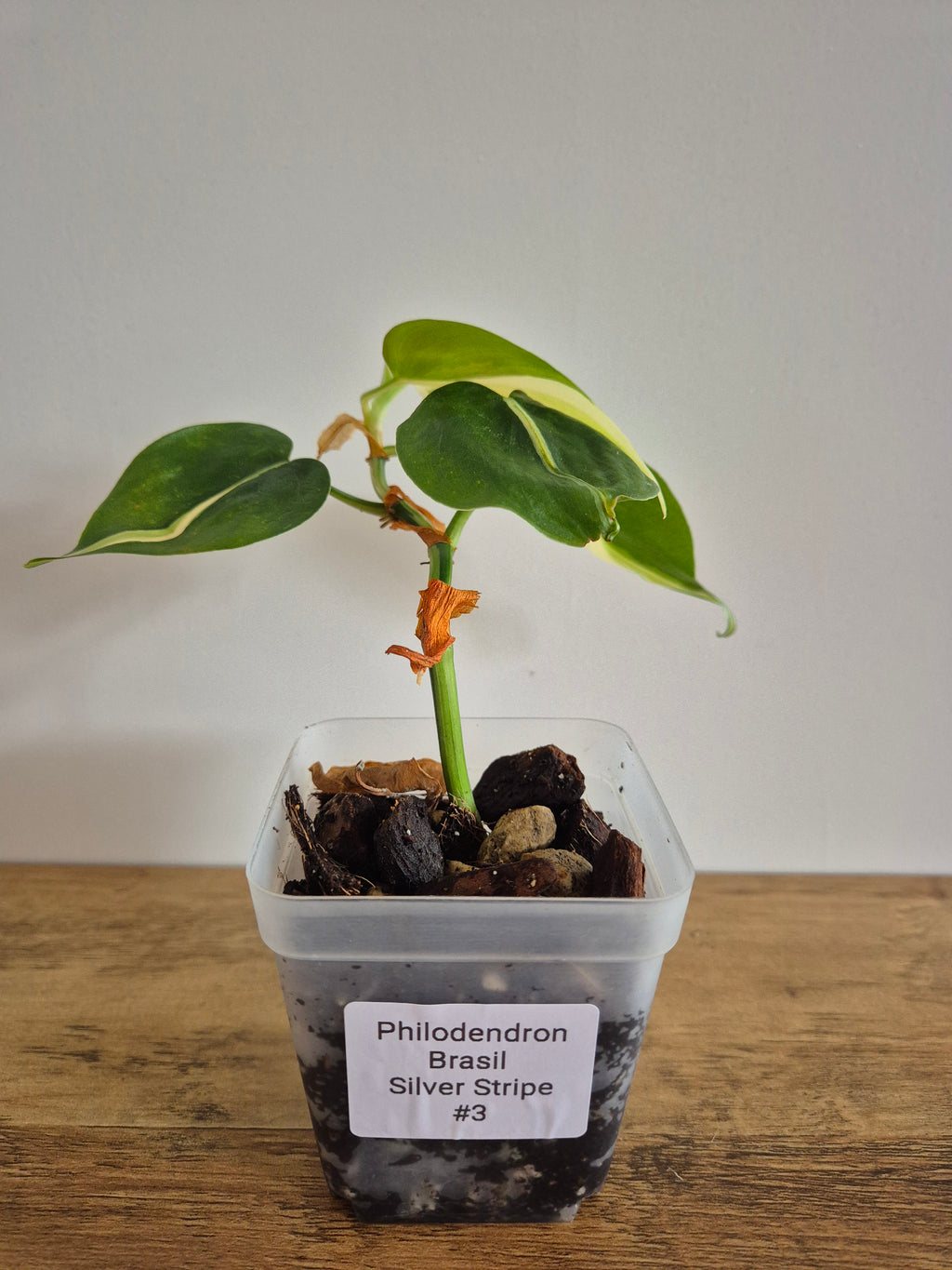 Philodendron Brasil Silver Stripe #3