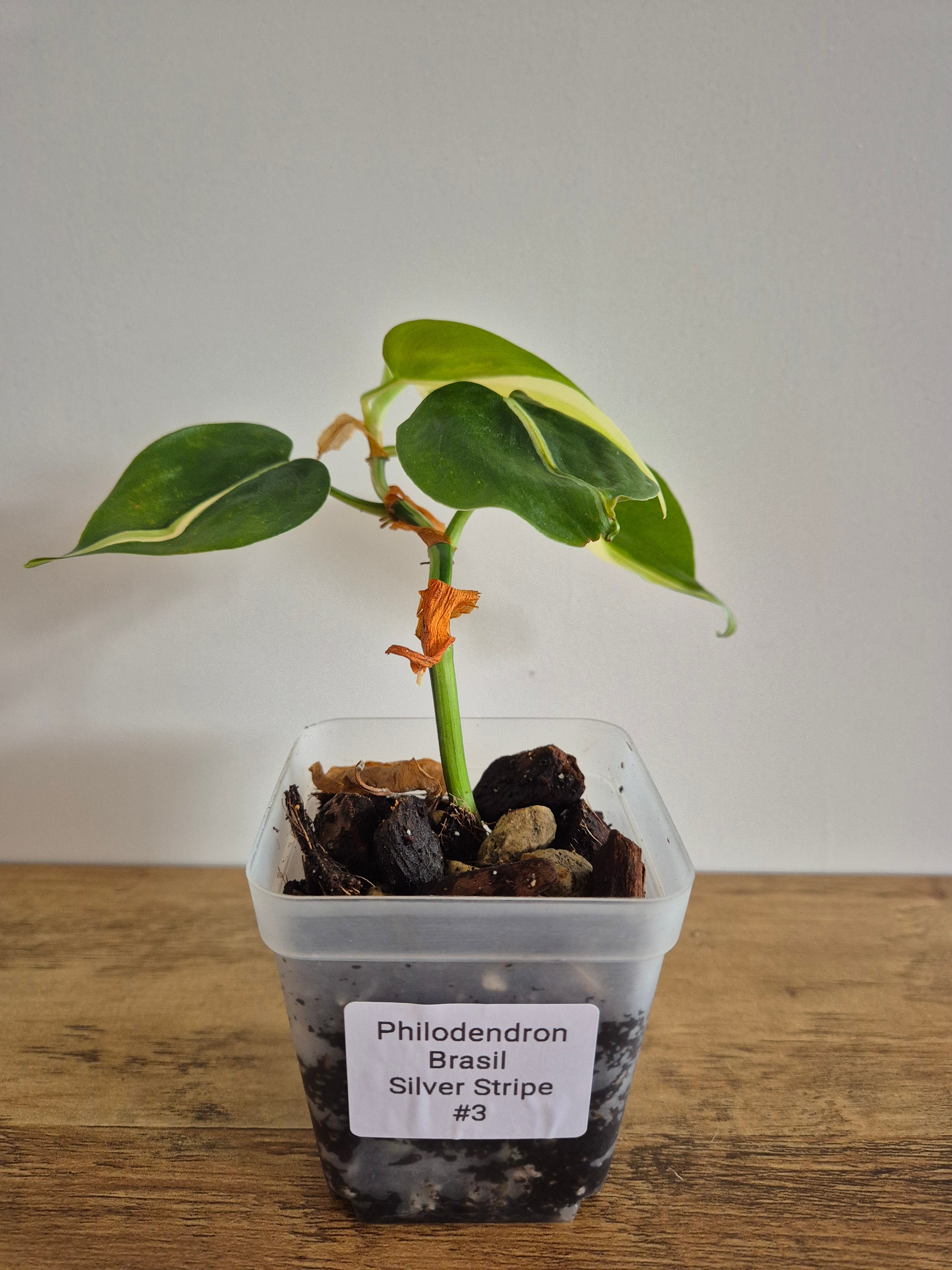 Philodendron Brasil Silver Stripe #3