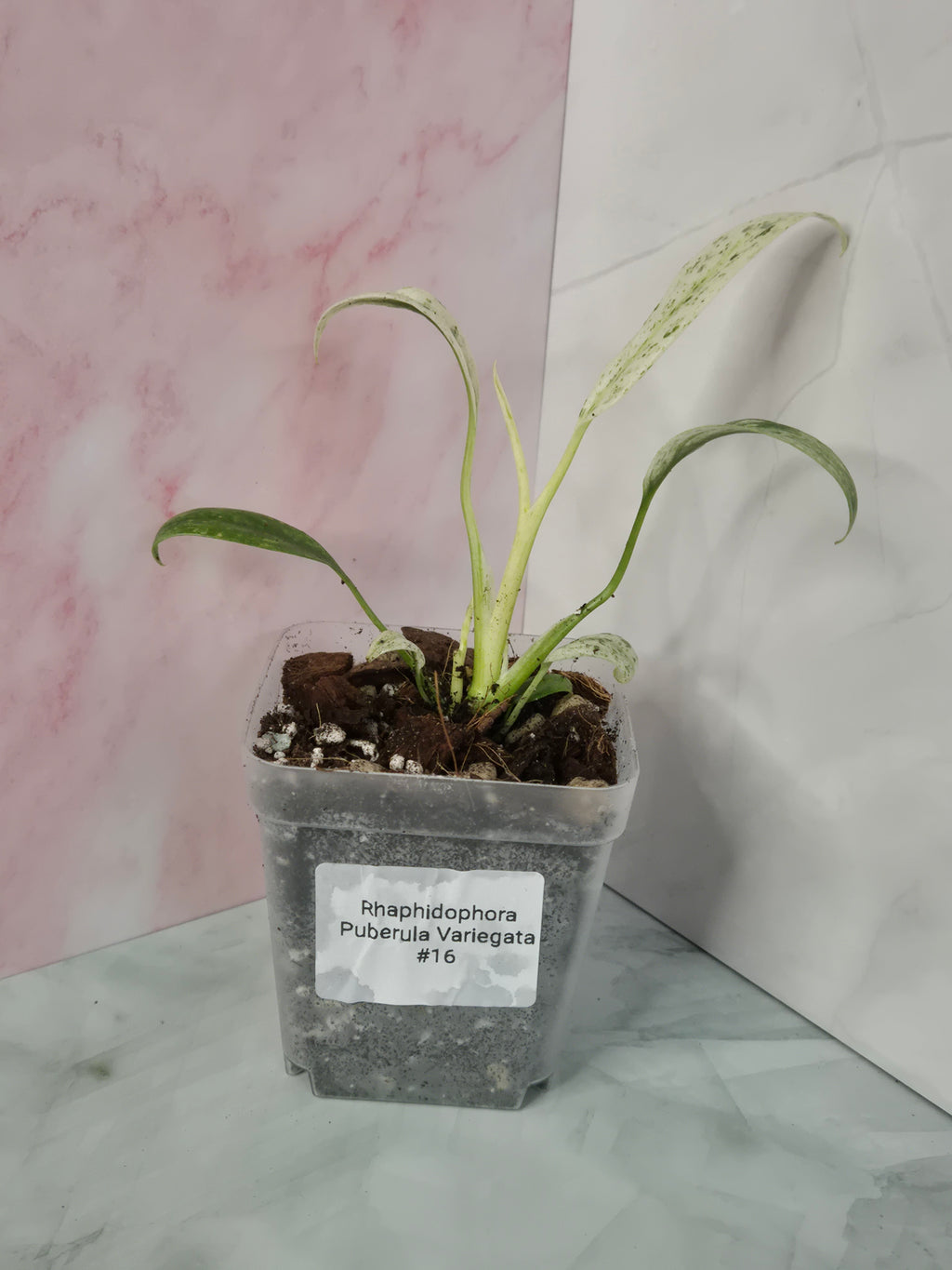 Rhaphidophora Puberula Variegata #16