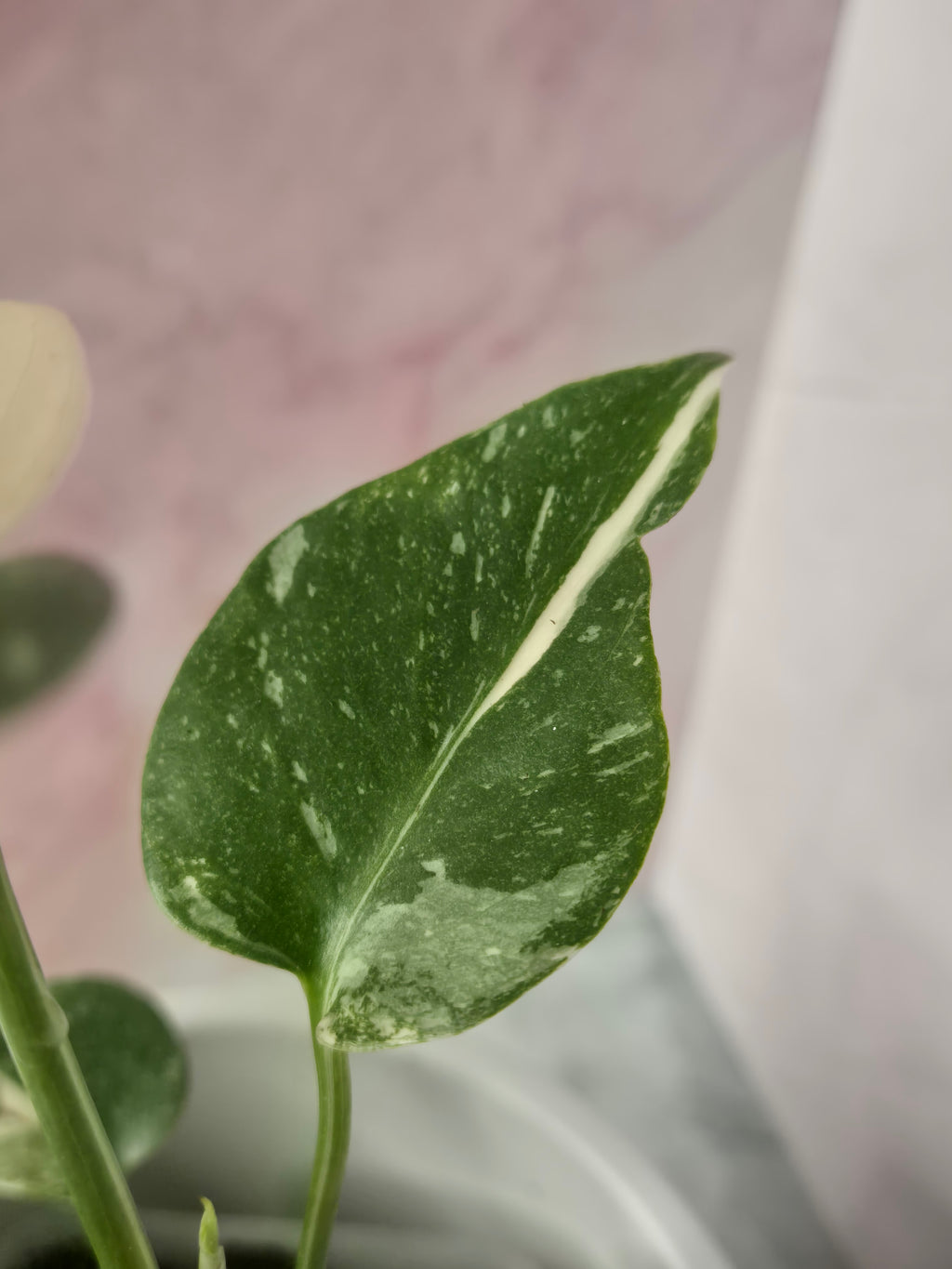 Monstera Thai Constellation #22
