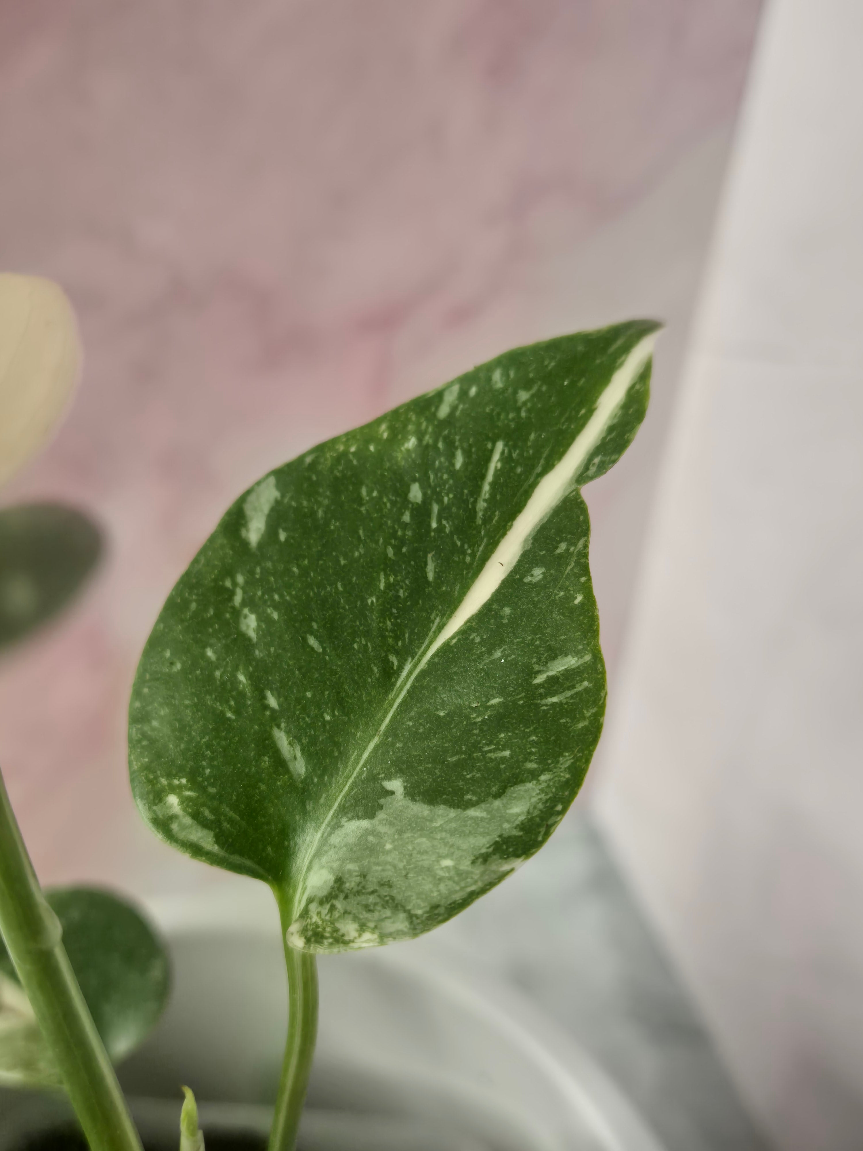 Monstera Thai Constellation #22