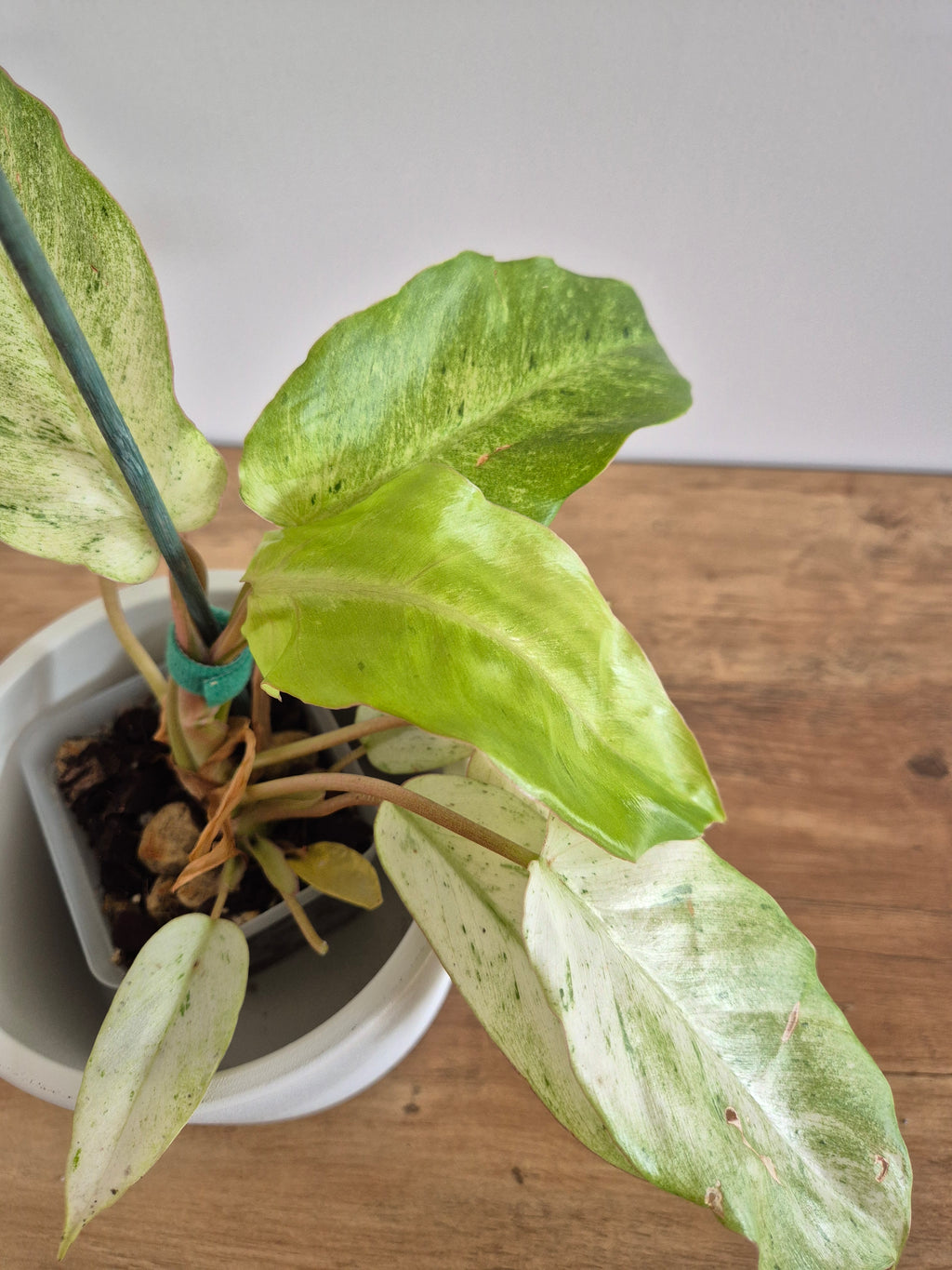Philodendron Snowdrift #1