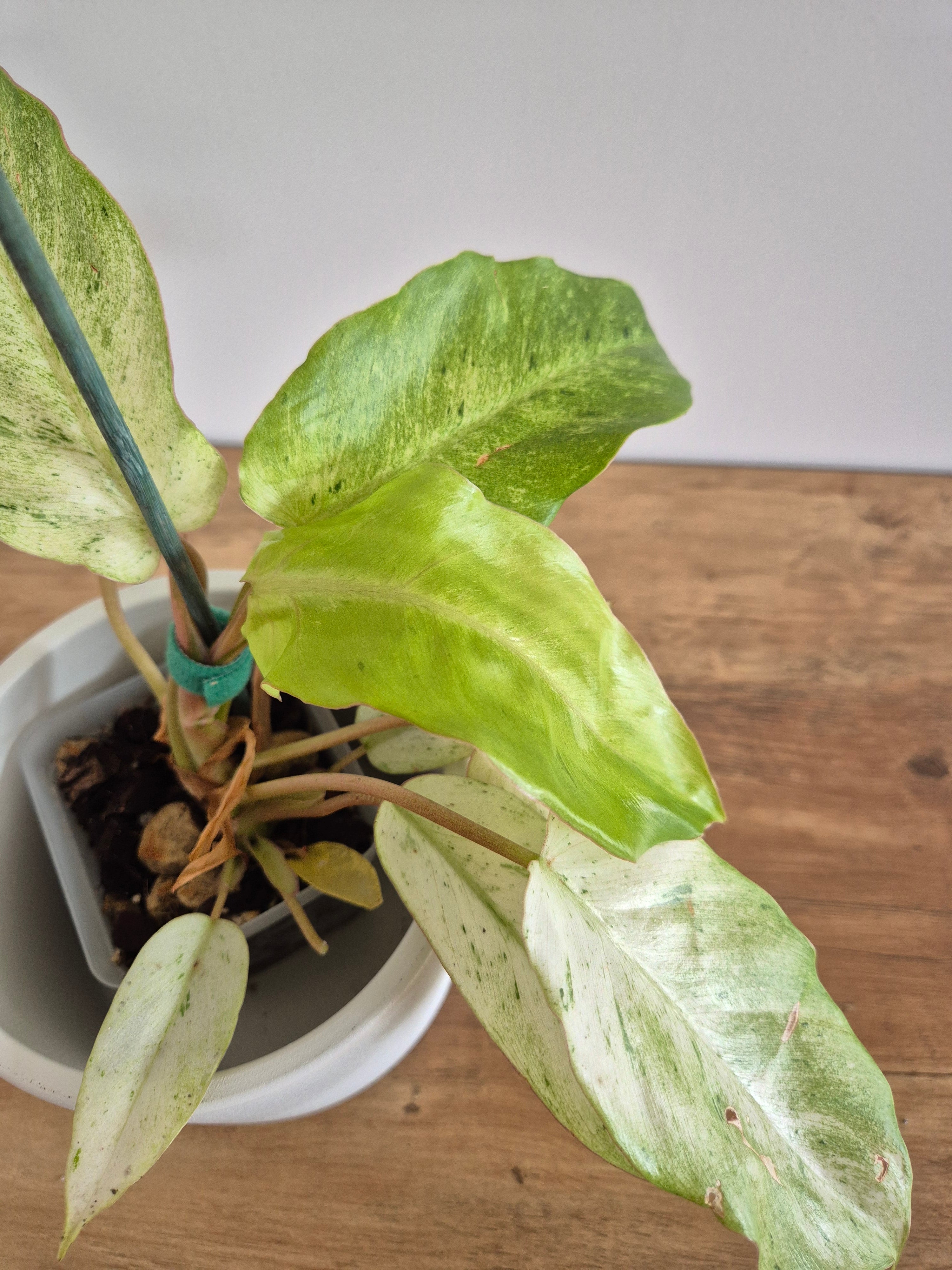 Philodendron Snowdrift #1