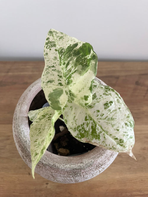 Alocasia Macrorrhiza splash #3