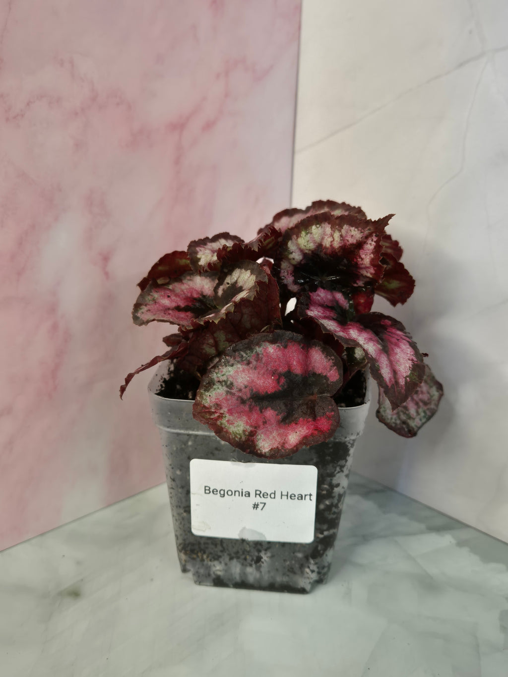 Begonia Red Heart #7