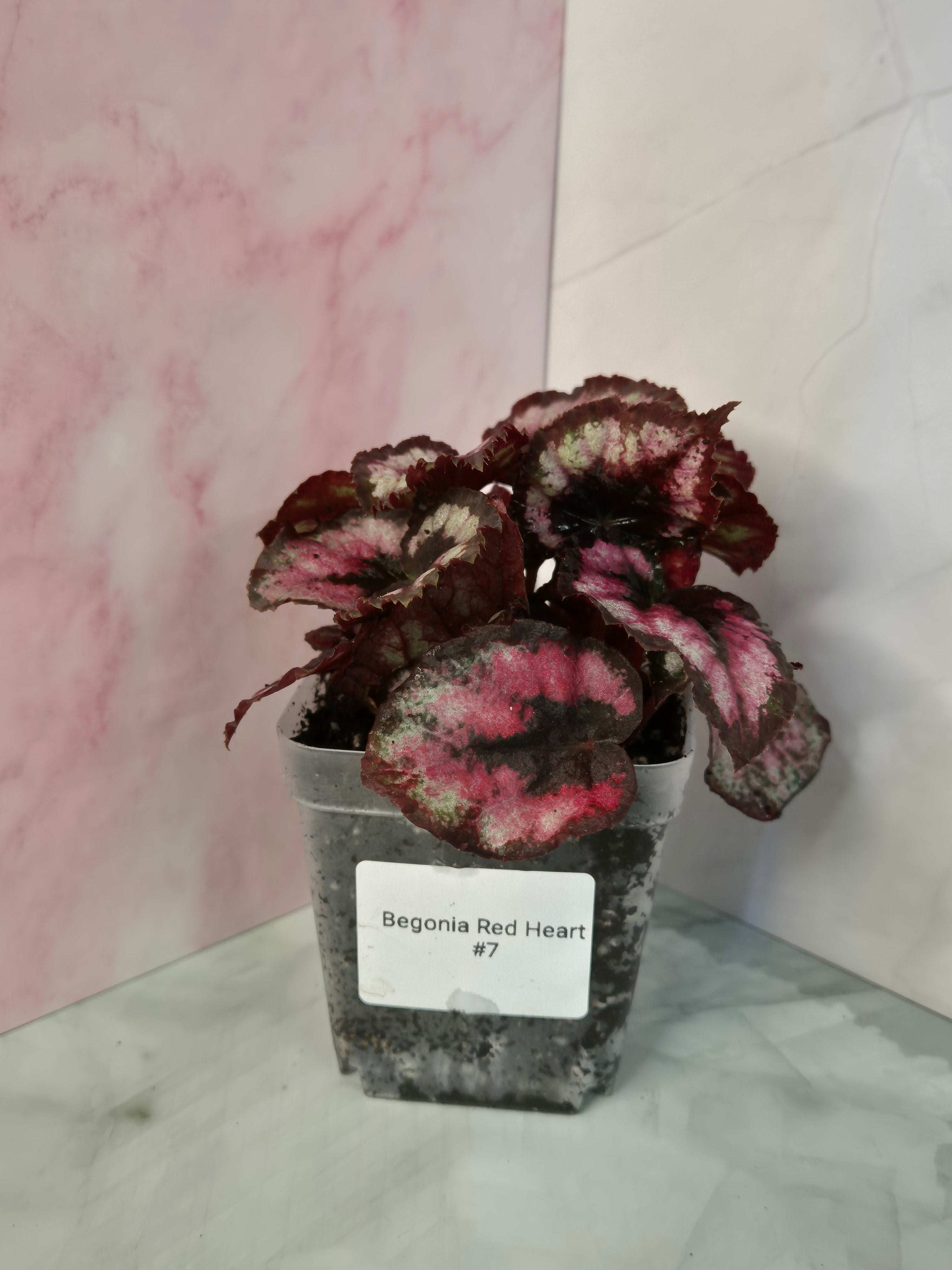 Begonia Red Heart #7