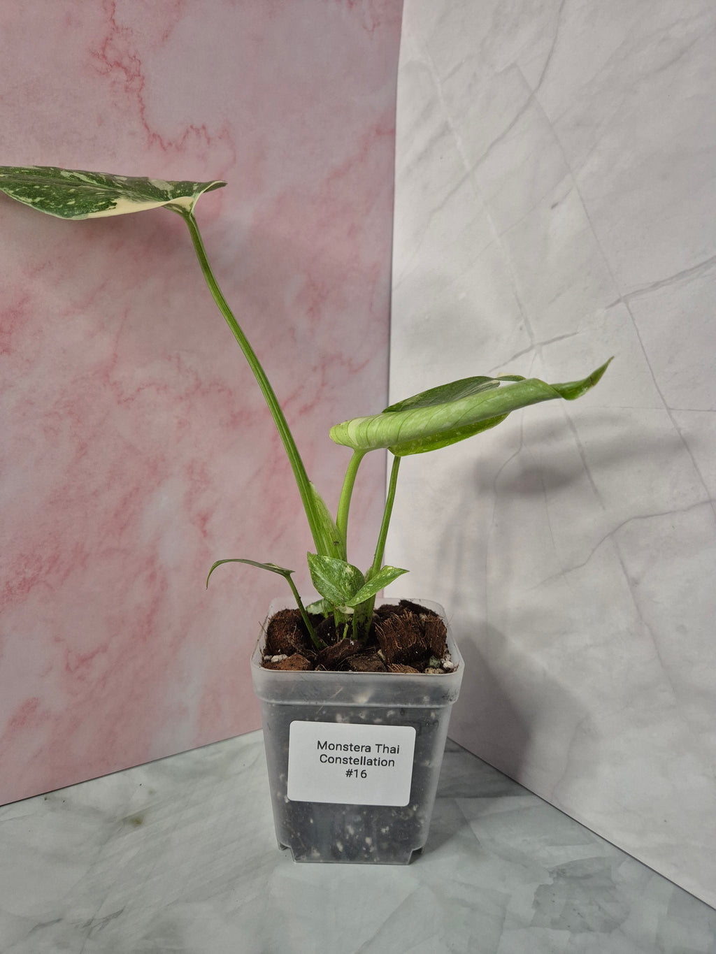 Monstera Thai Constellation #16