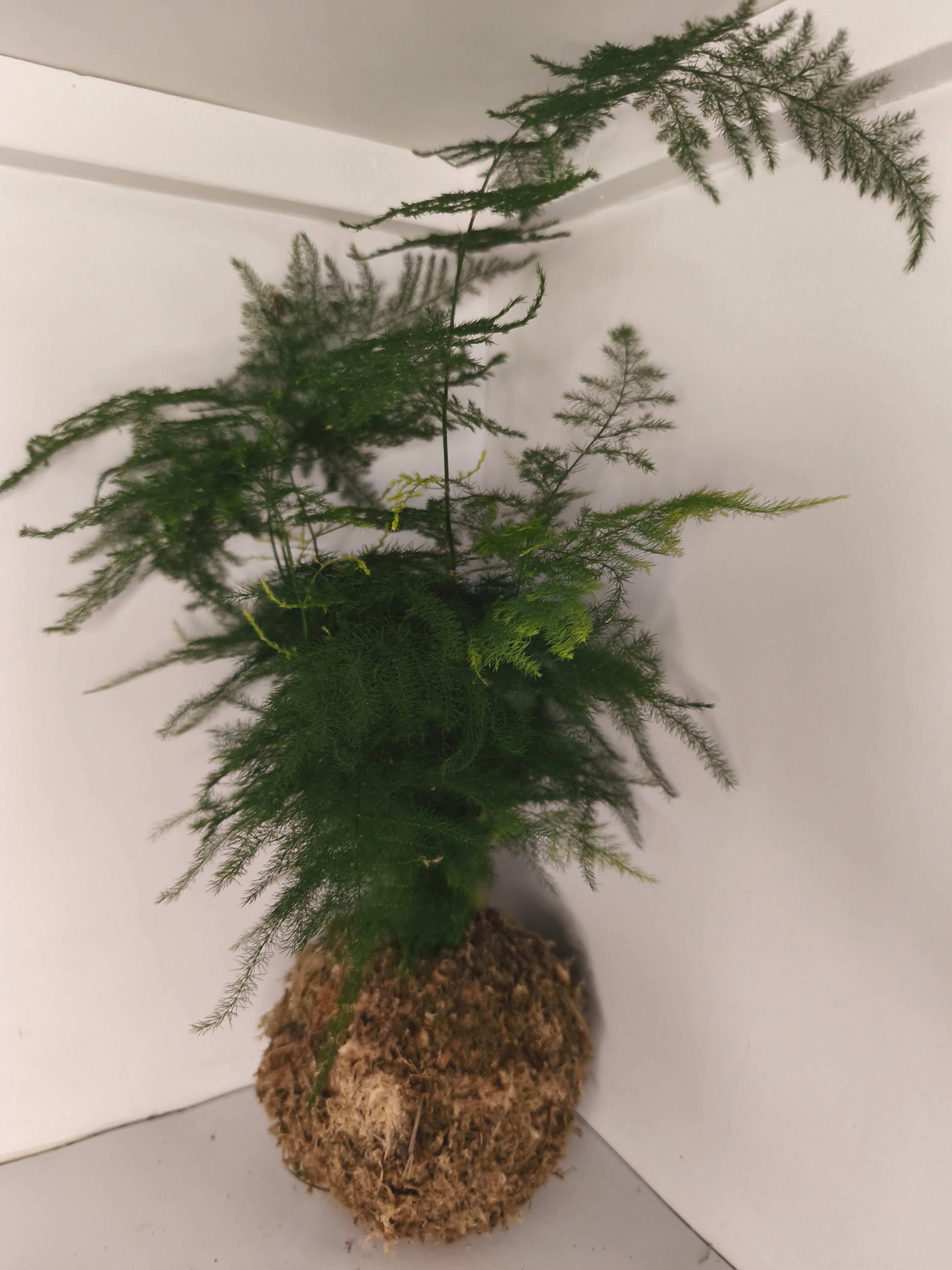 Kokedama #9