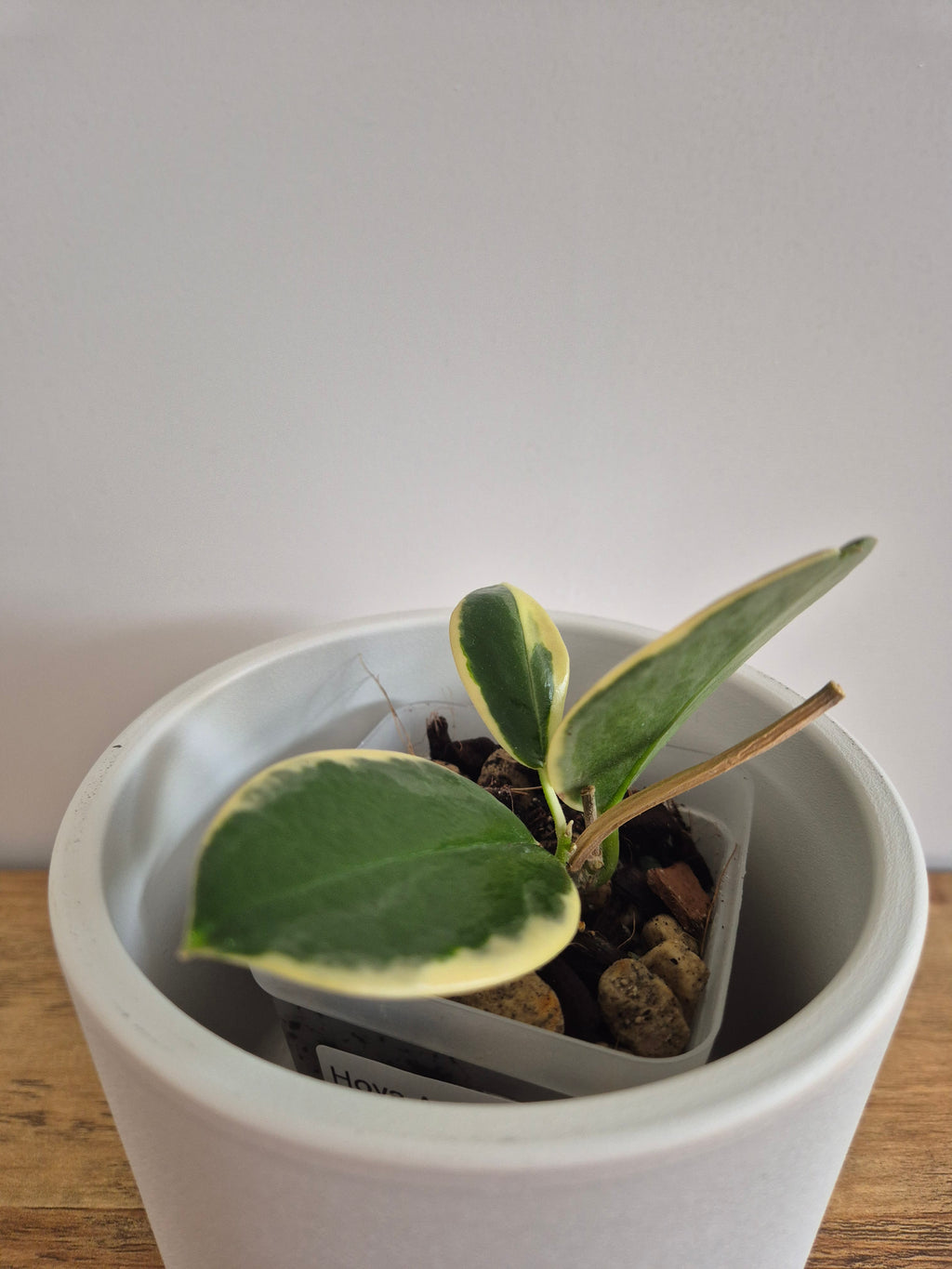 Hoya Australis Variegated #3
