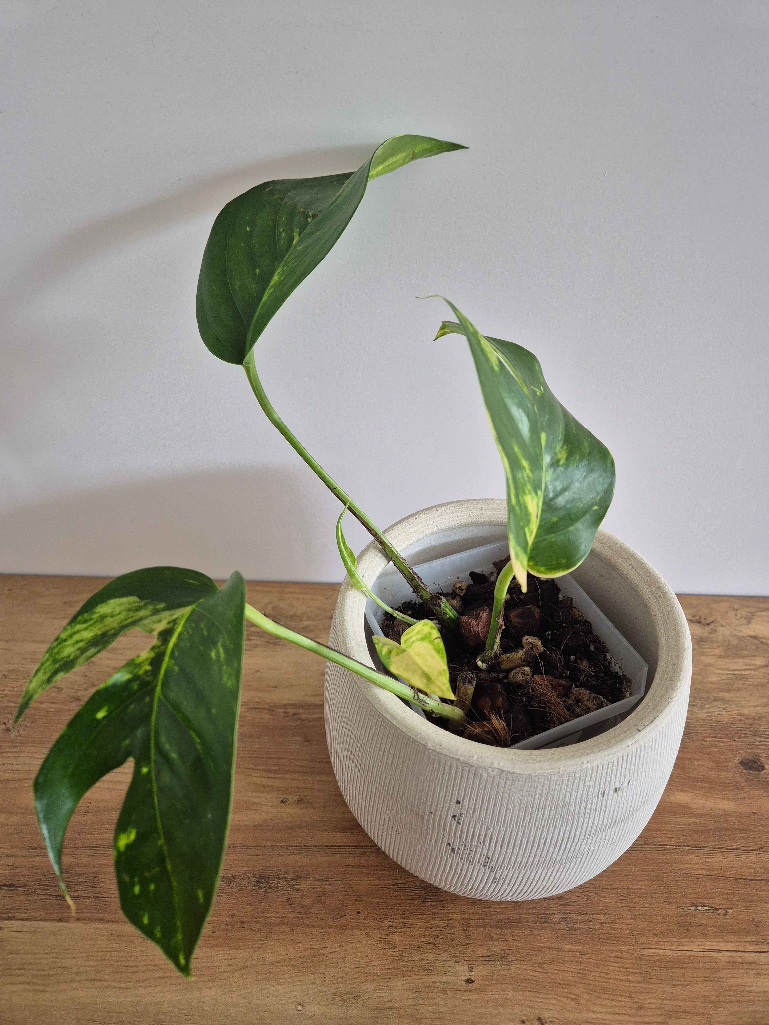 Epipremnum Pinnatum Cintho Goldfinger #2