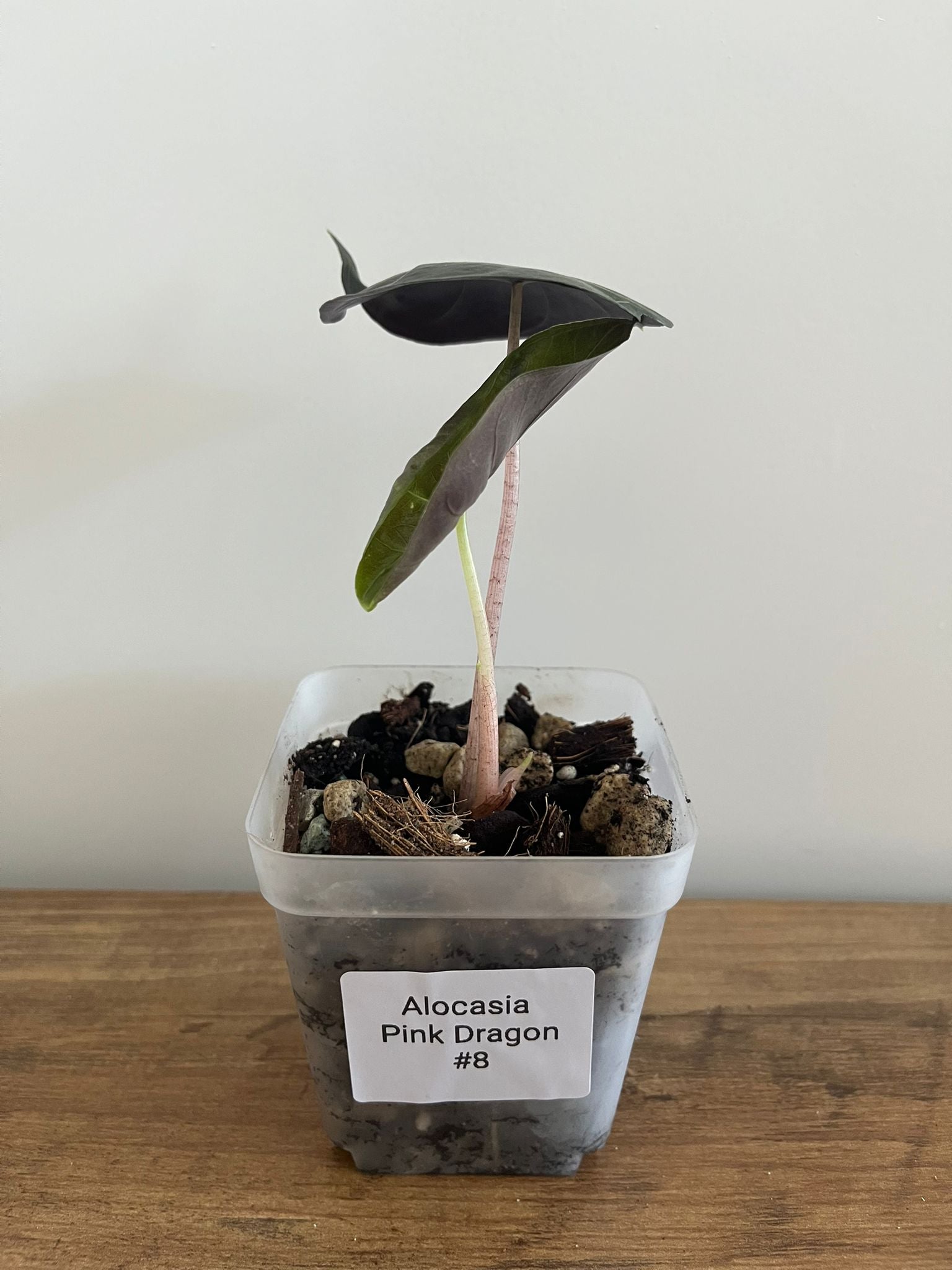 Alocasia Pink Dragon #8