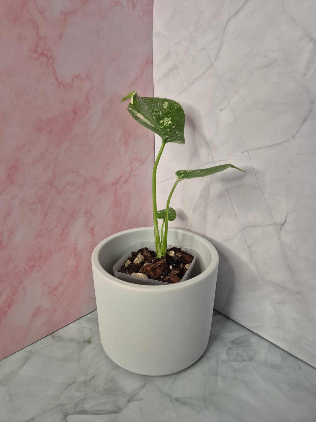 Monstera Thai Constellation #2