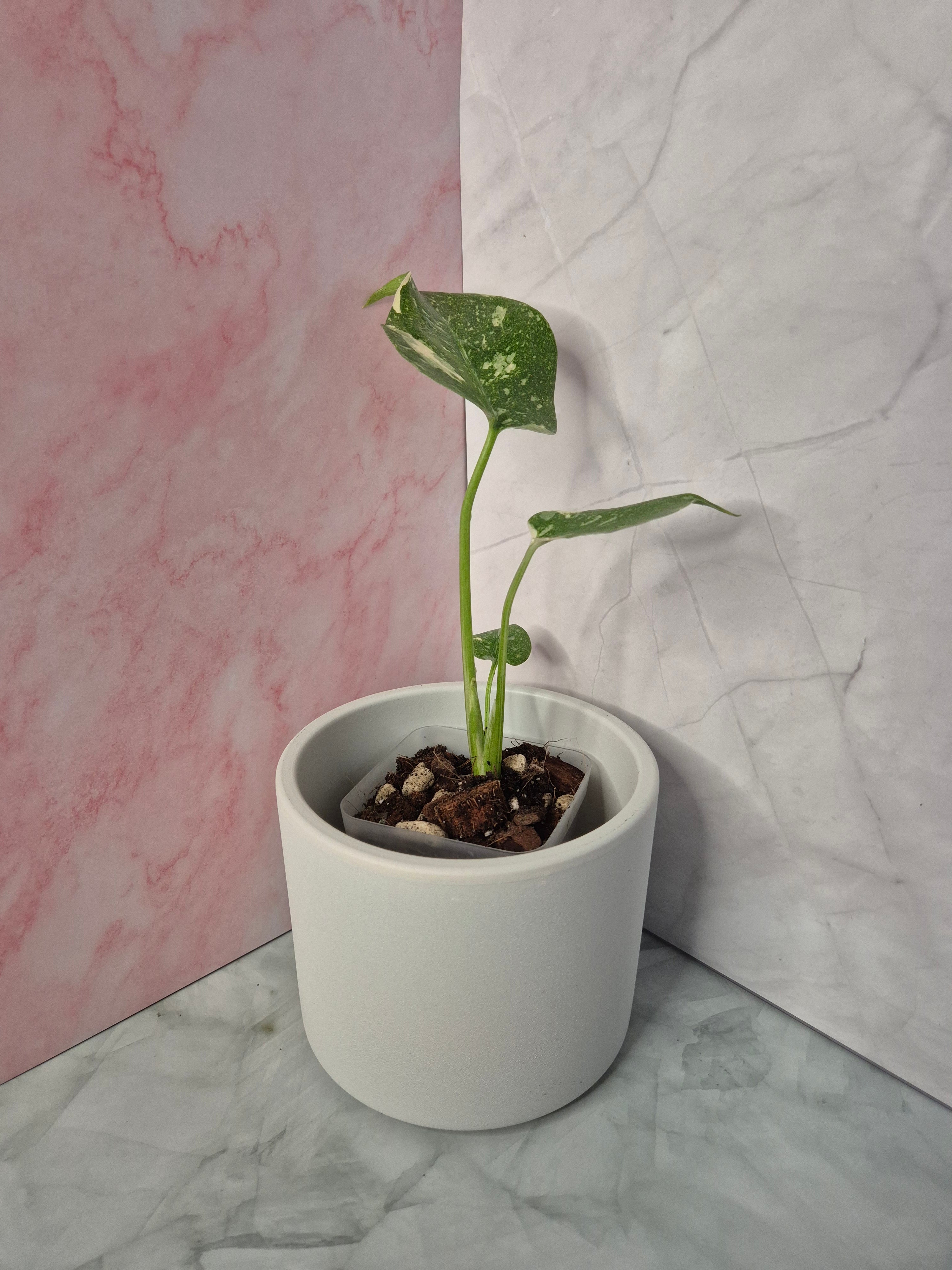 Monstera Thai Constellation #2