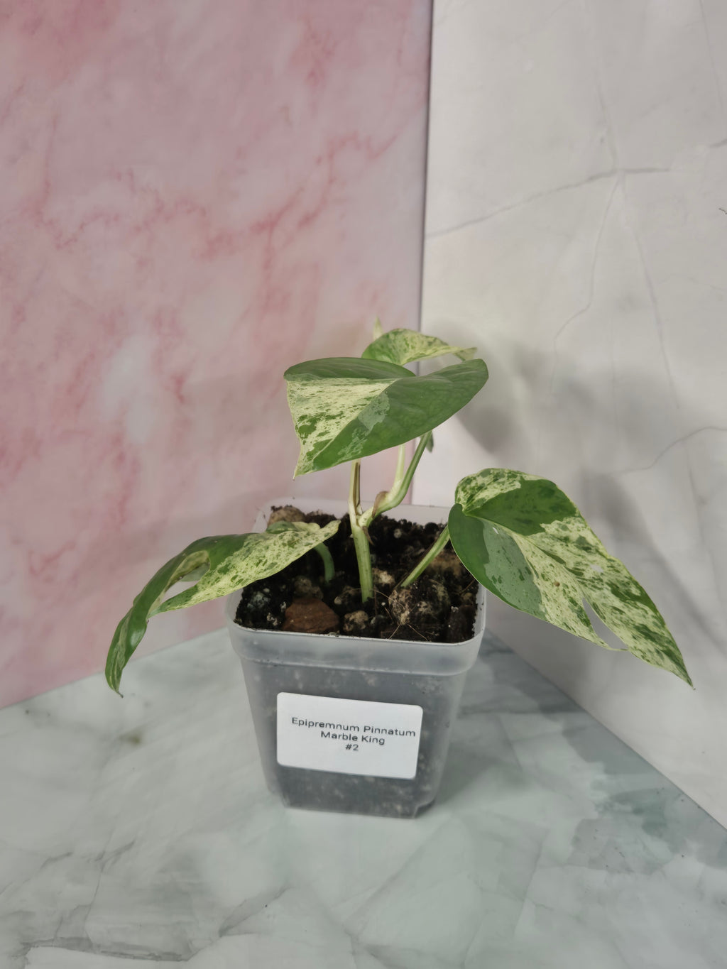 Epipremnum Pinnatum Marble King #2