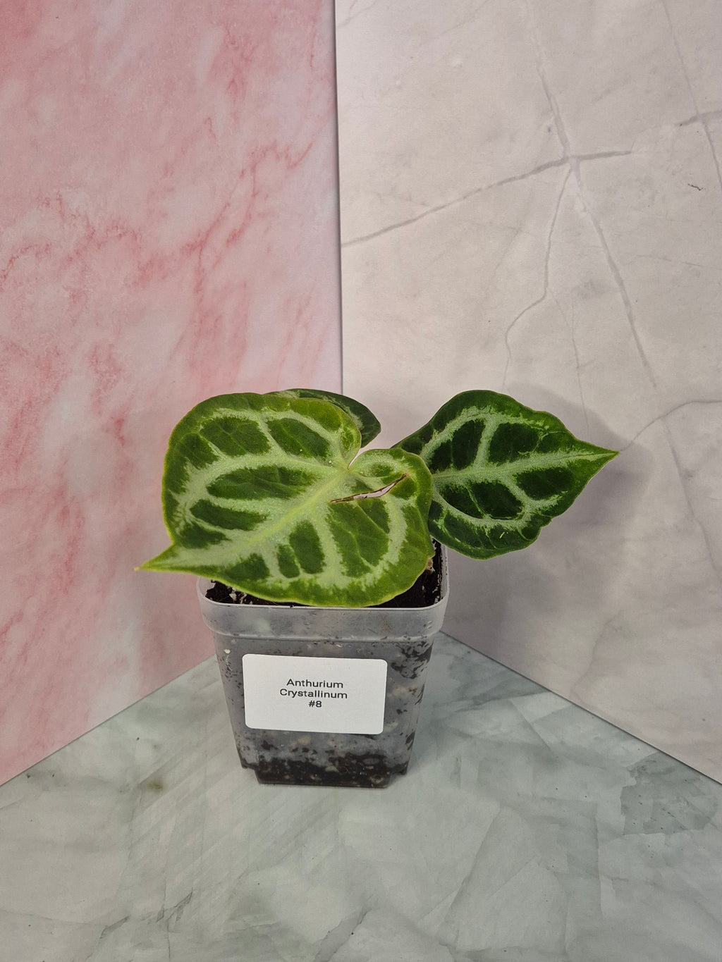 Anthurium Crystallinum #8