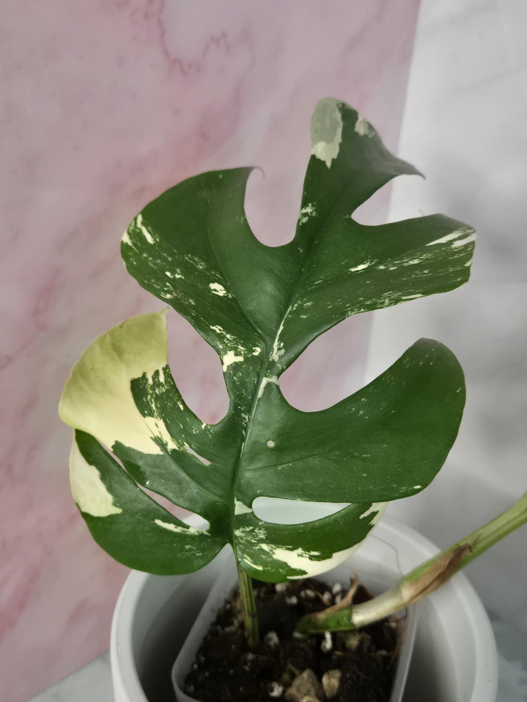 Monstera Minima Variegated #5 (Rhaphidophora Tetrasperma Variegated)