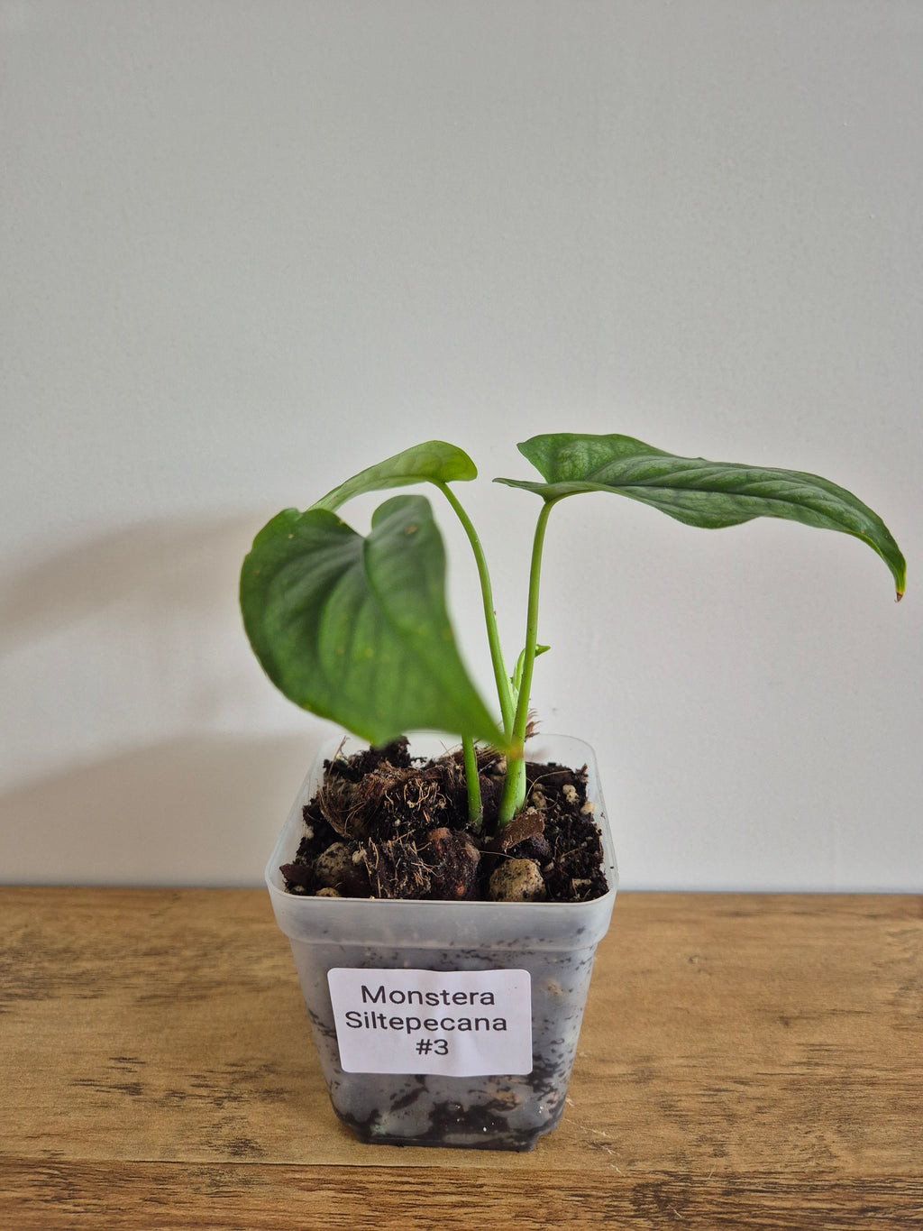 Monstera Siltepecana #3