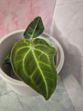 Anthurium Regale #2