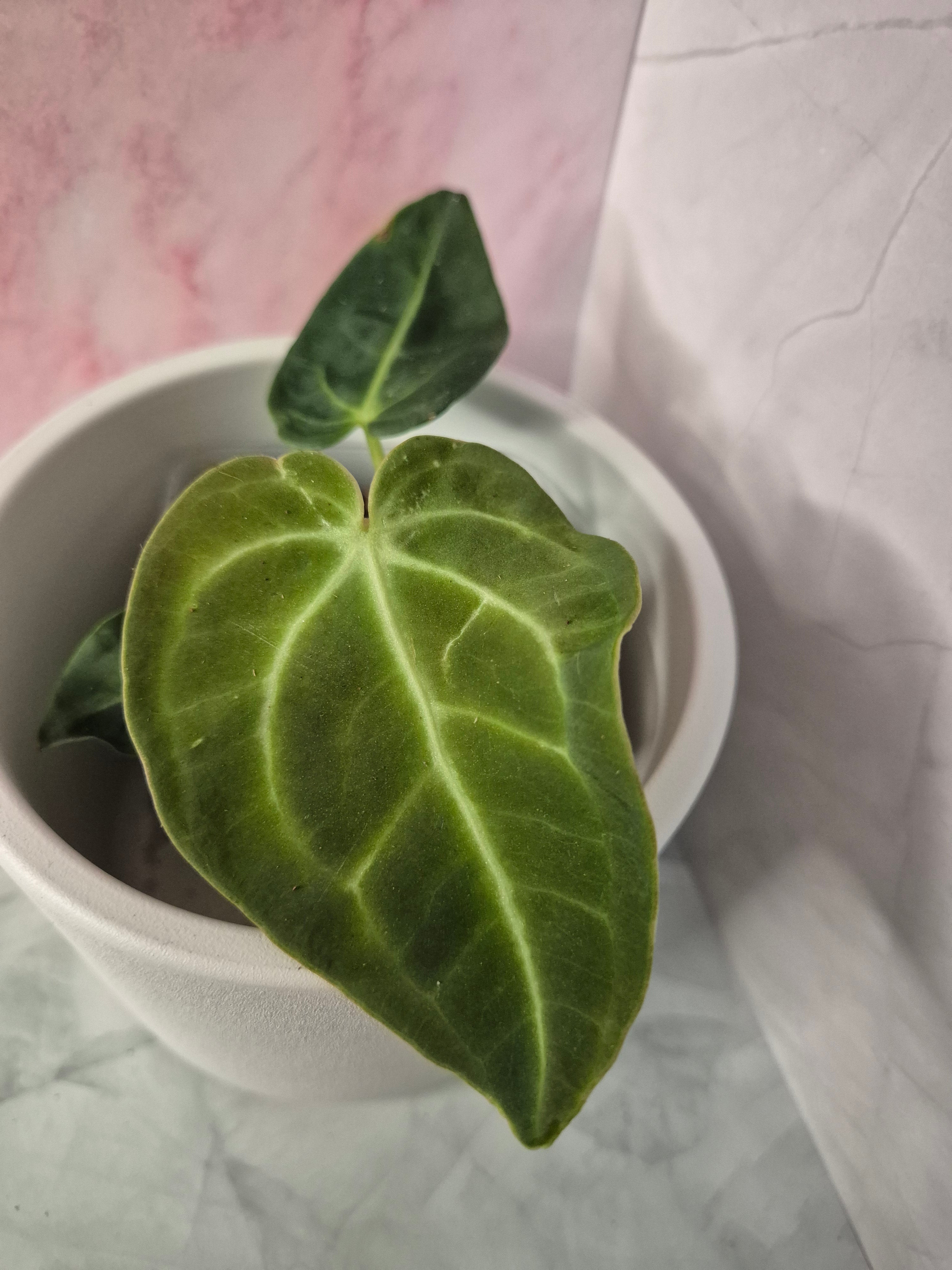Anthurium Regale #2