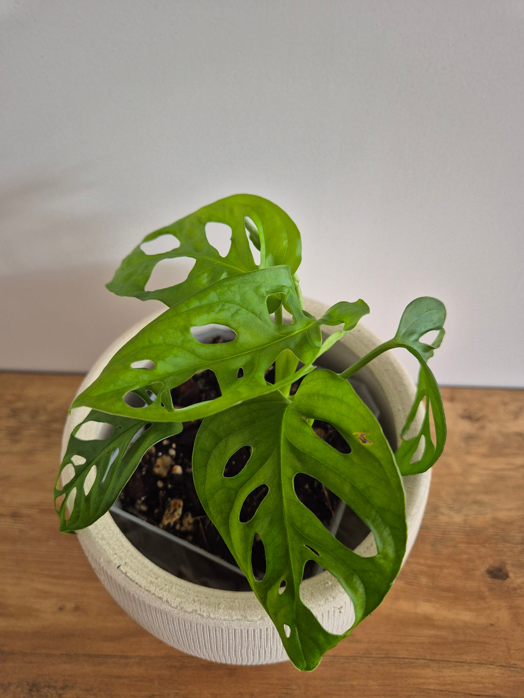 Monstera Adansonii #1