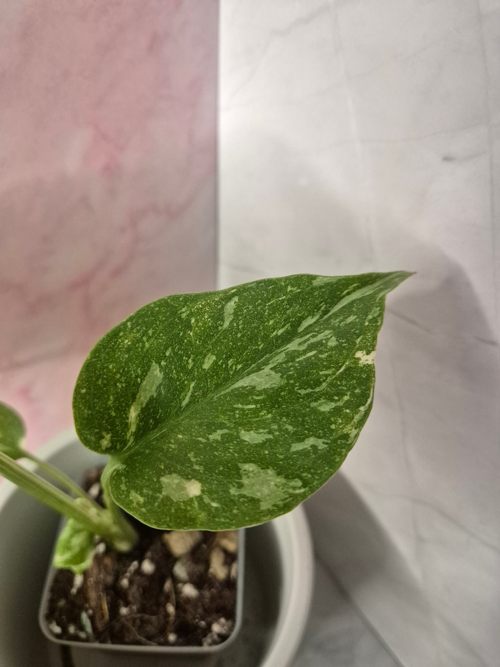 Monstera Thai Constellation #8