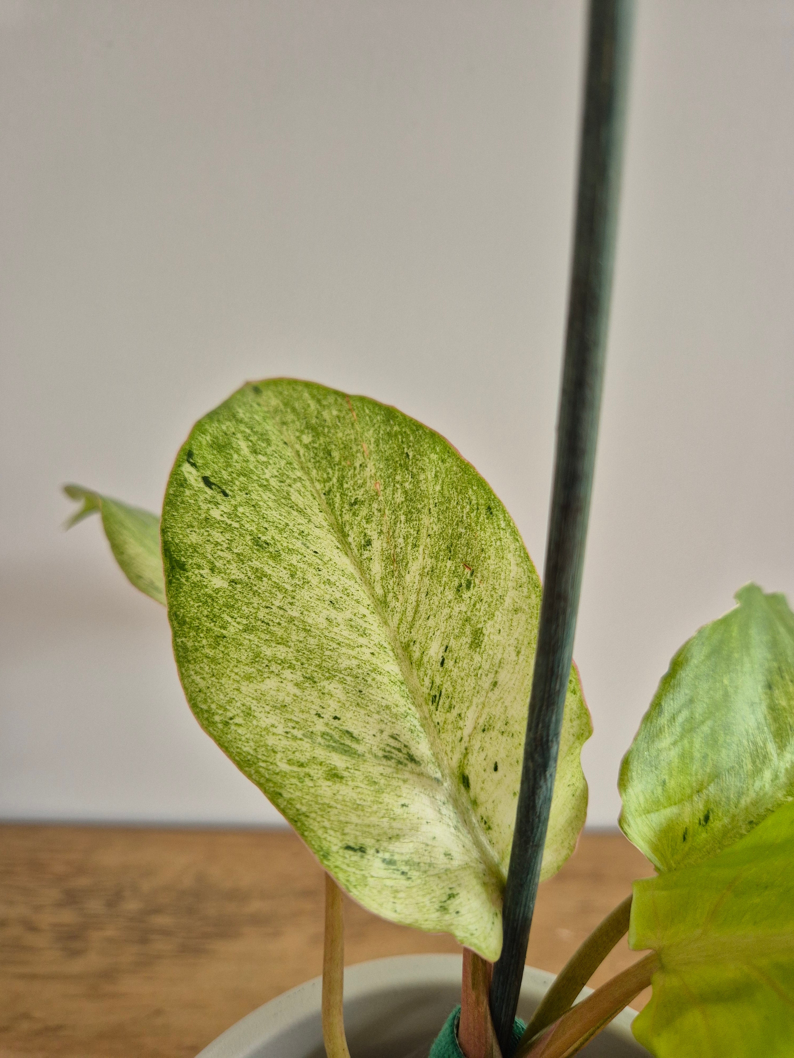 Philodendron Snowdrift #1