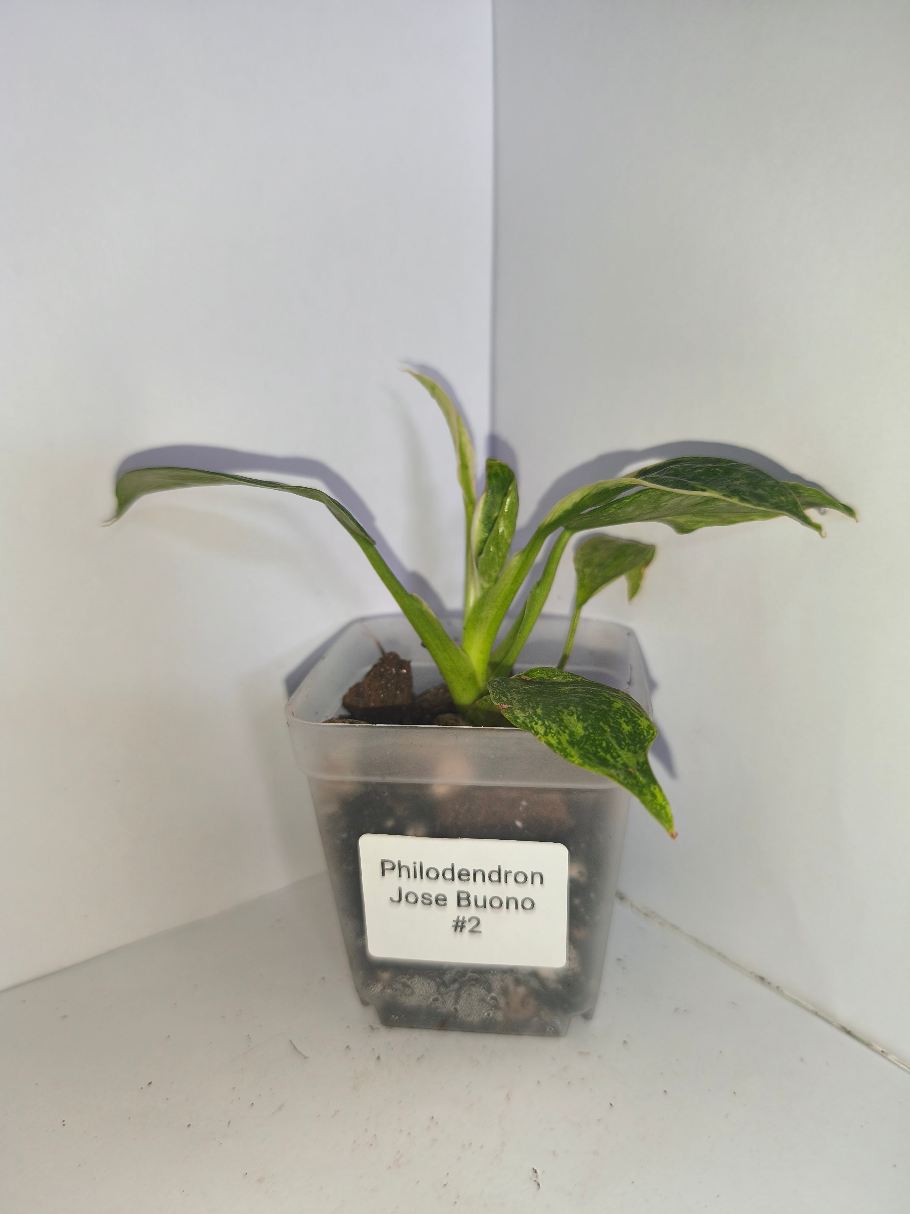 Philodendron Jose Buono #2