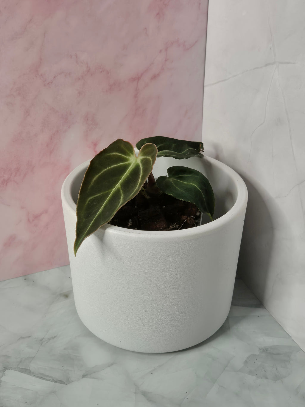 Anthurium Regale #19