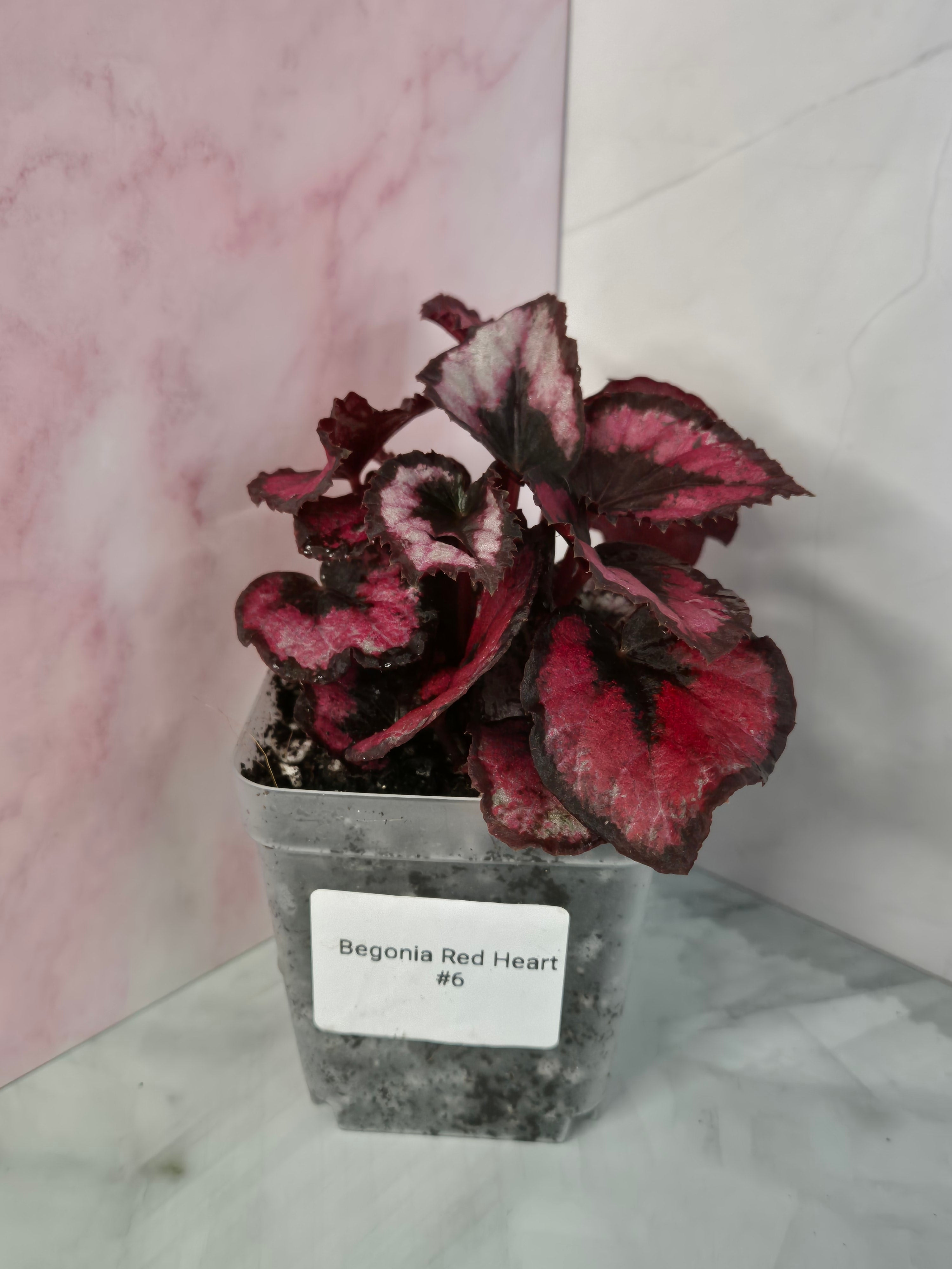 Begonia Red Heart #6