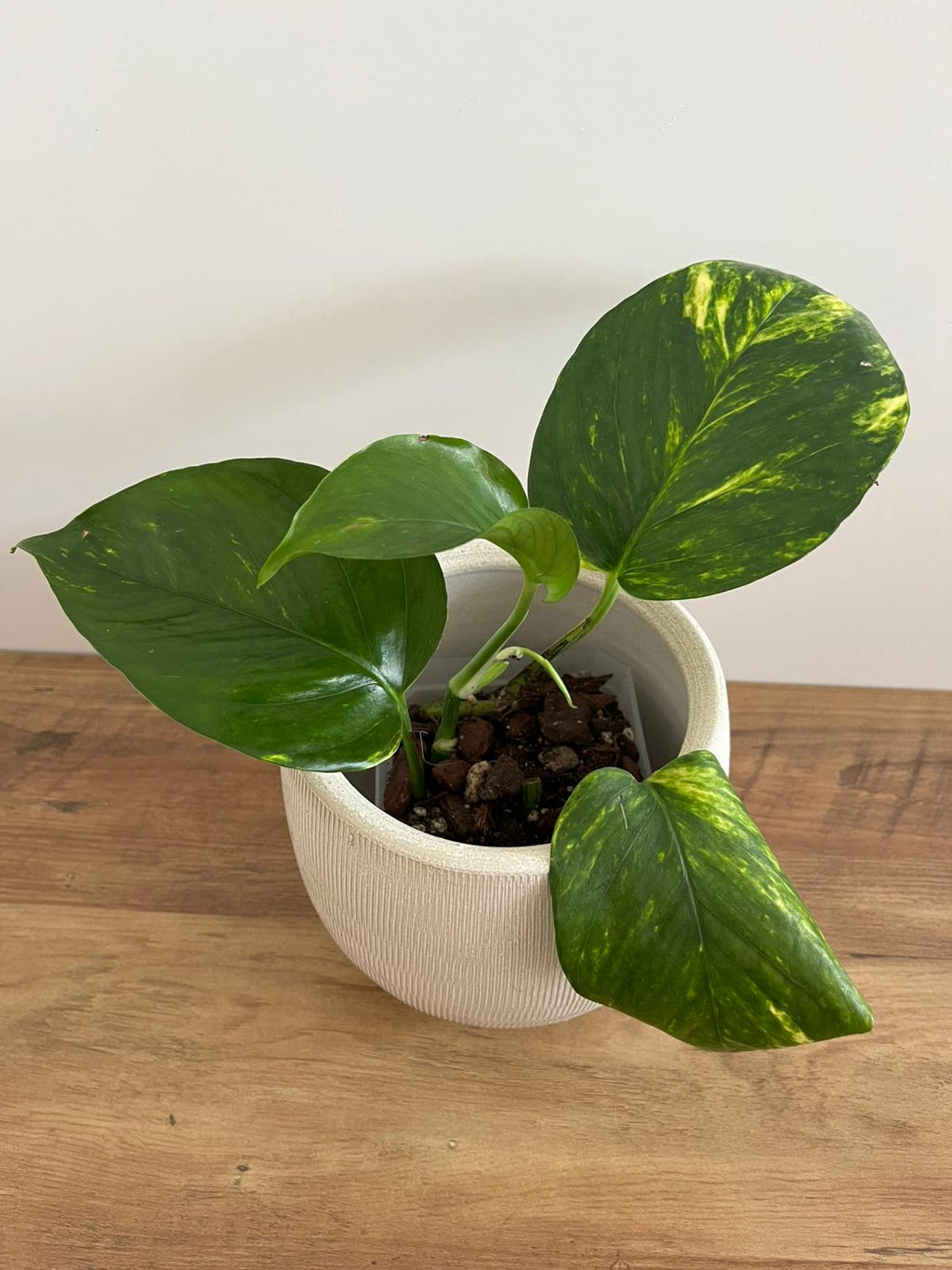 Epipremnum aureum #4