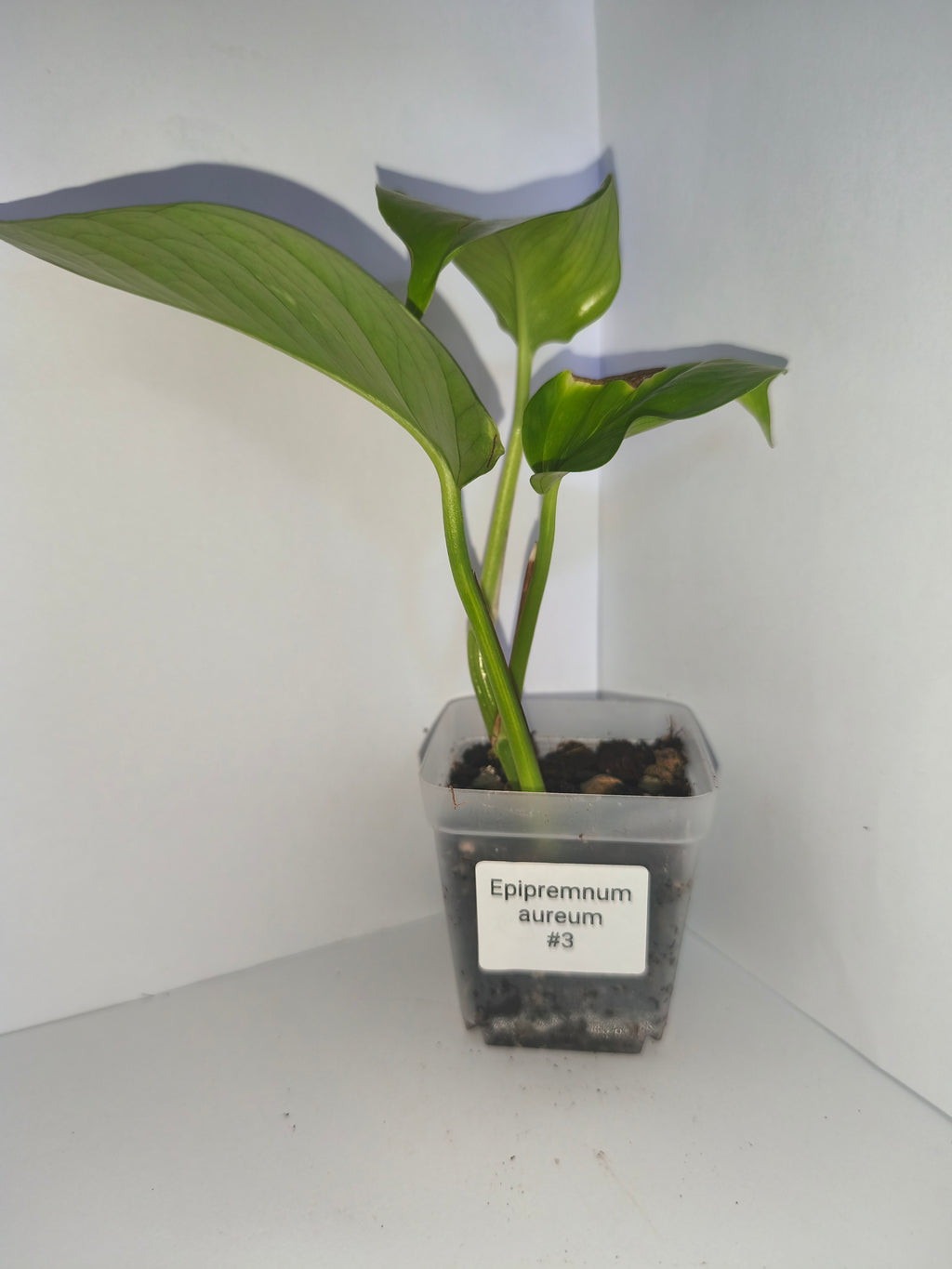Epipremnum aureum #3