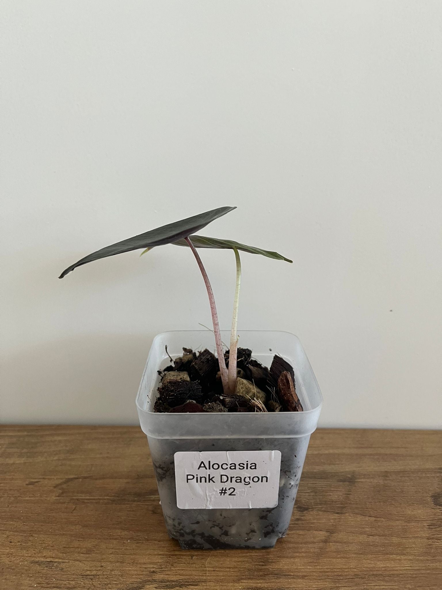 Alocasia Pink Dragon #2