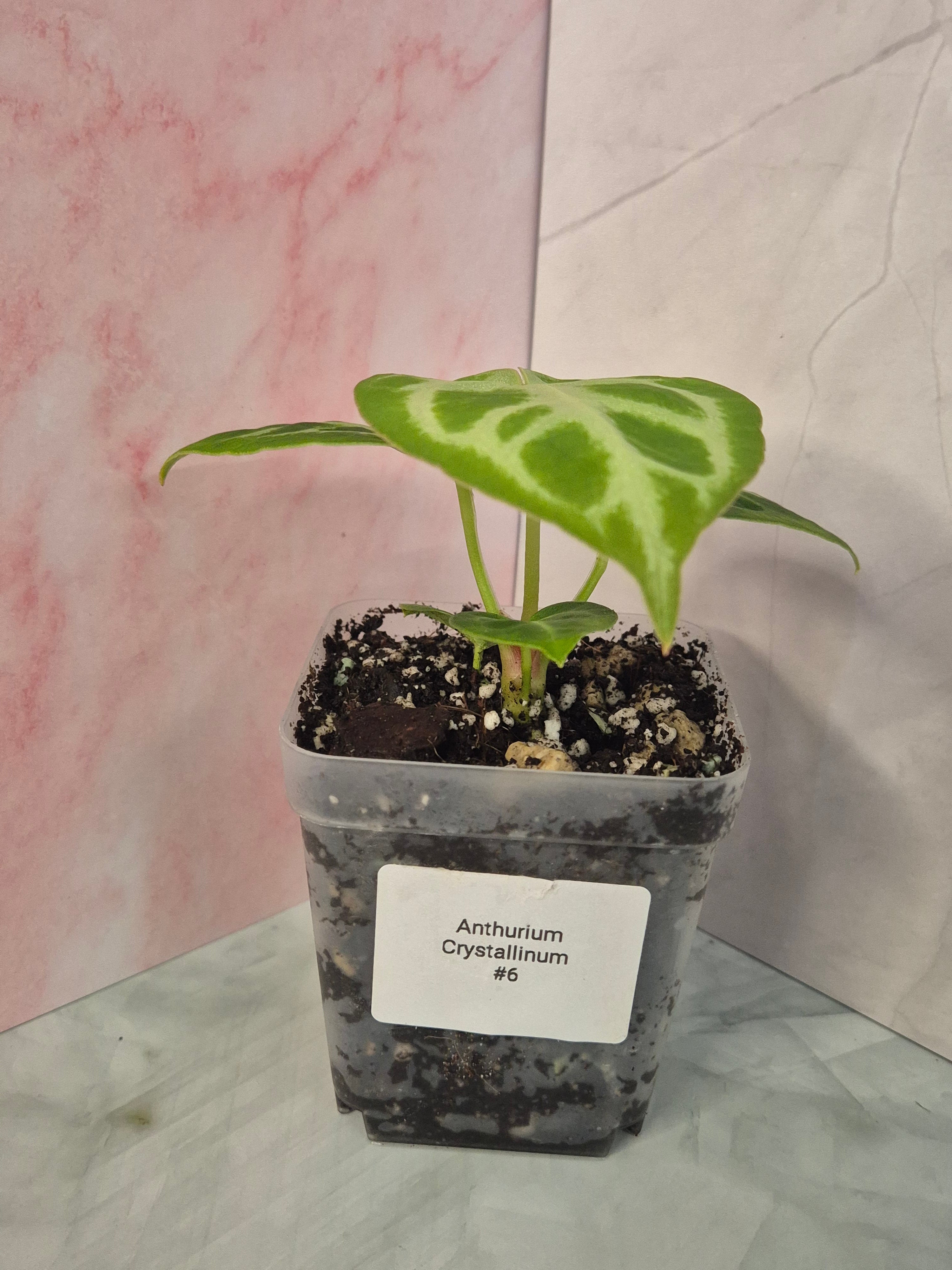 Anthurium Crystallinum #6