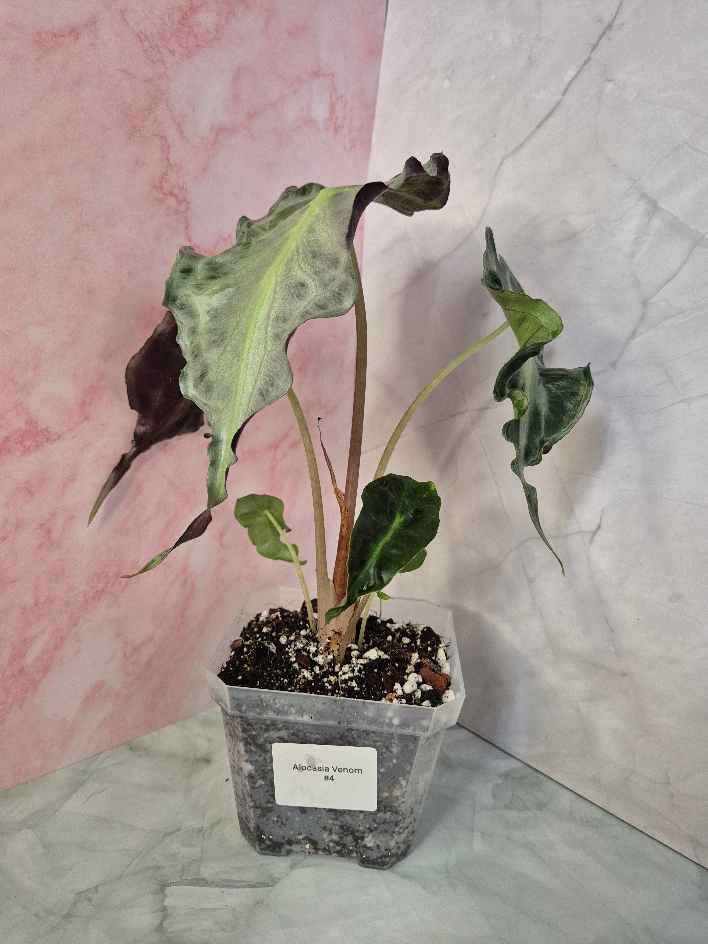 Alocasia Venom #4