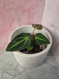 Anthurium Regale #3