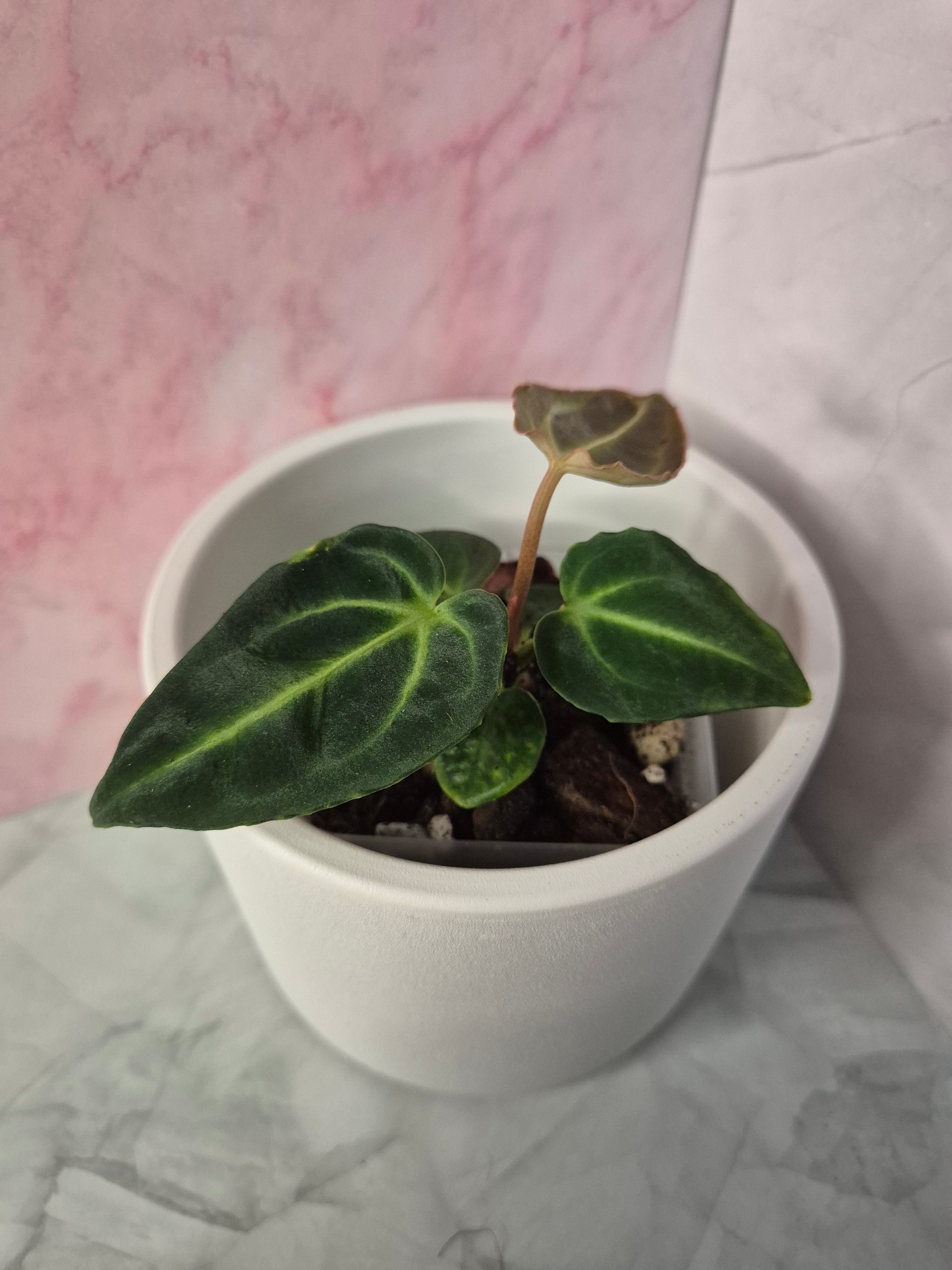 Anthurium Regale #3
