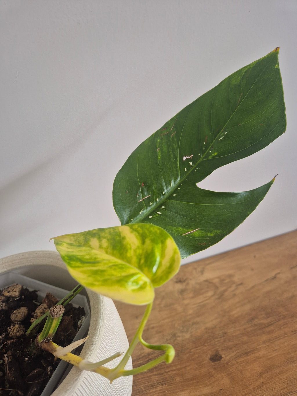 Epipremnum Pinnatum Cintho Goldfinger #1