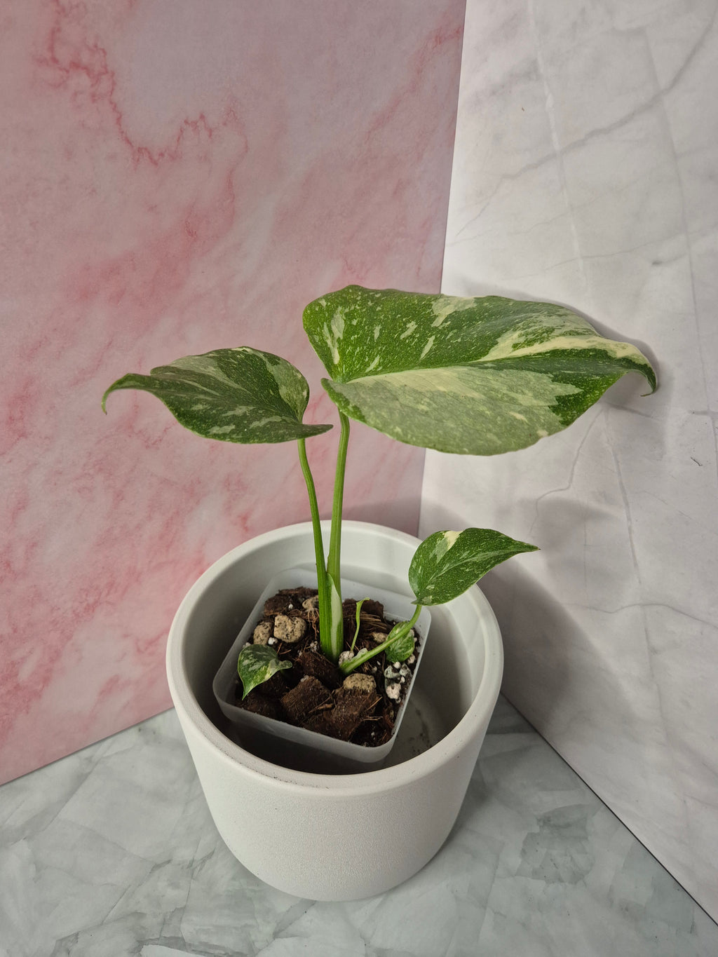 Monstera Thai Constellation #6