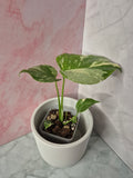 Monstera Thai Constellation #6
