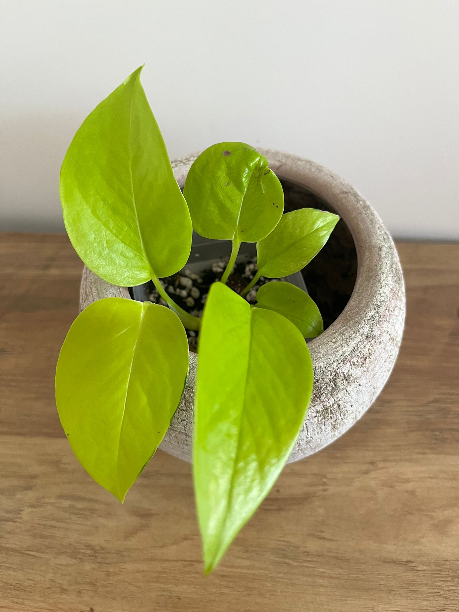 Epipremnum aureum Neon #3