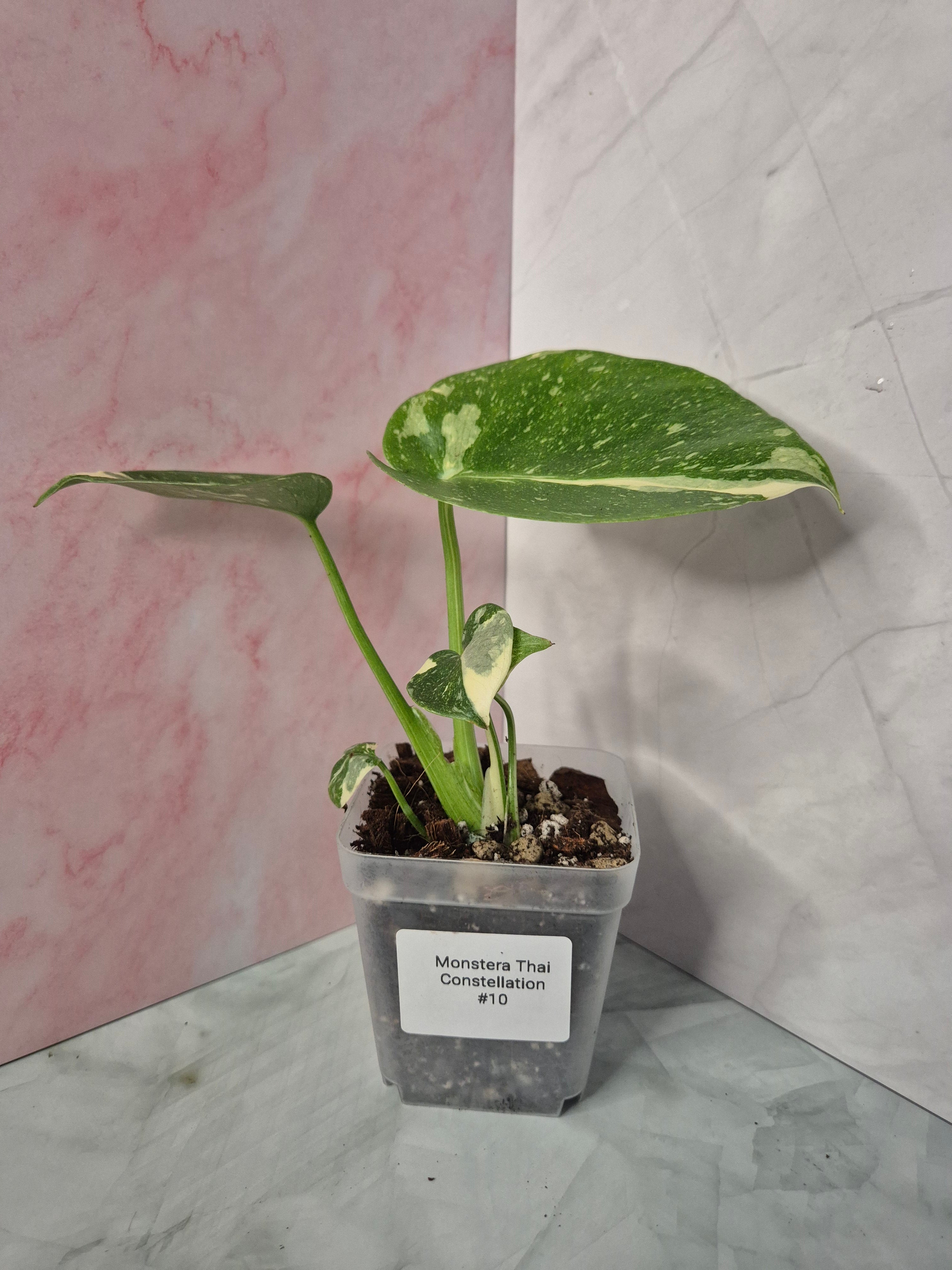 Monstera Thai Constellation #10