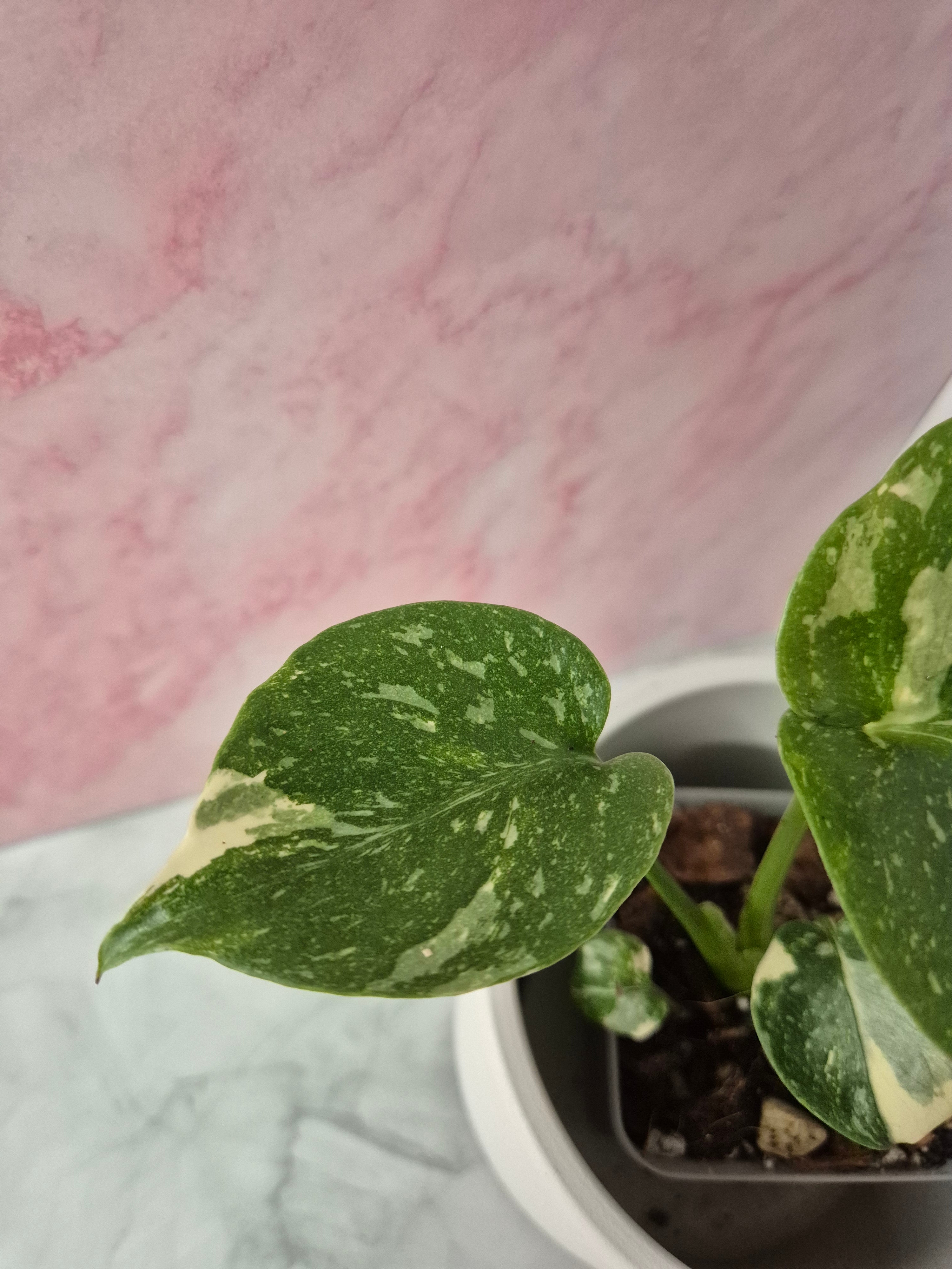 Monstera Thai Constellation #10