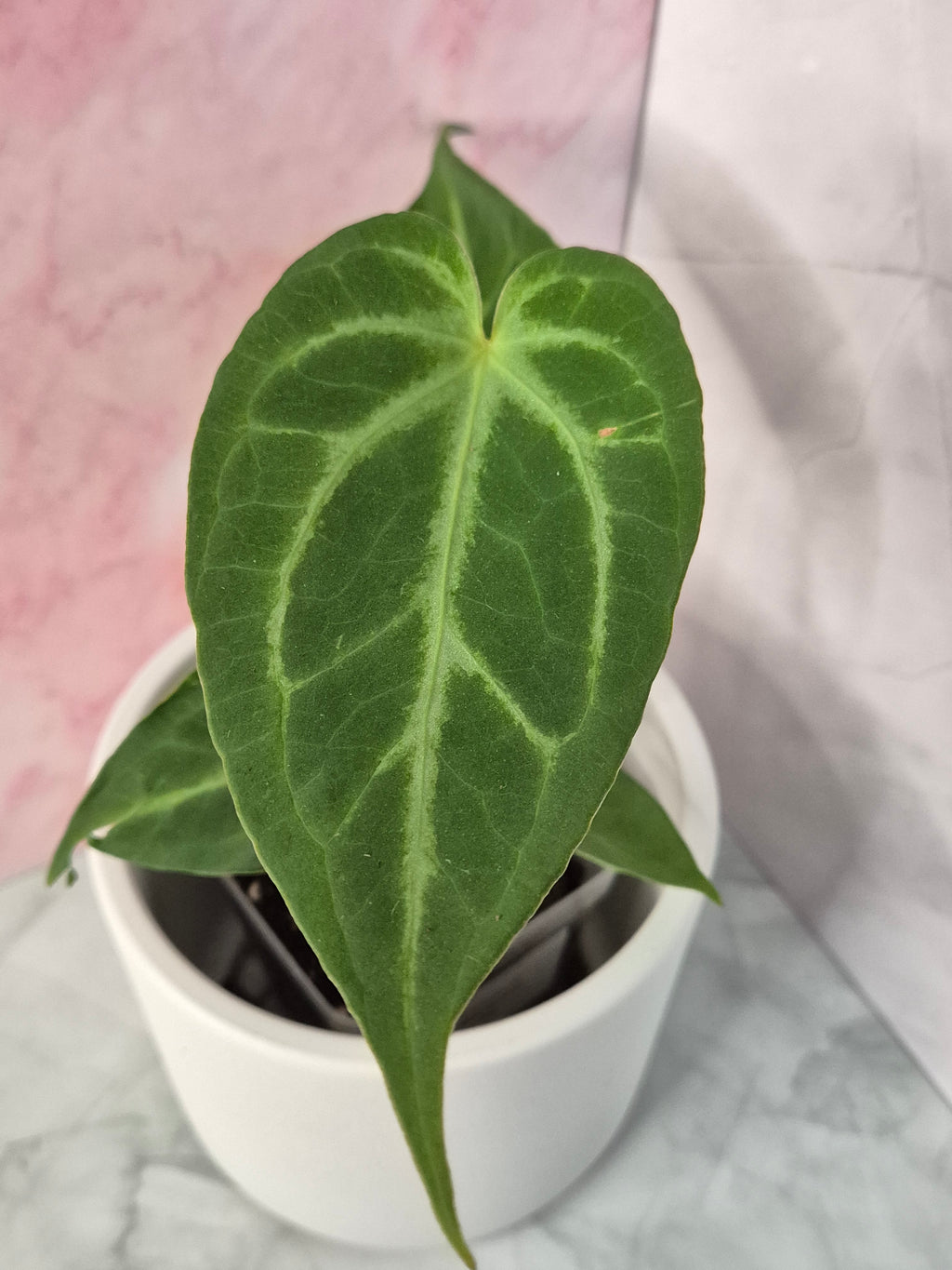 Anthurium Magnificum #5