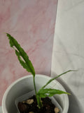 Monstera Obliqua Peru #3