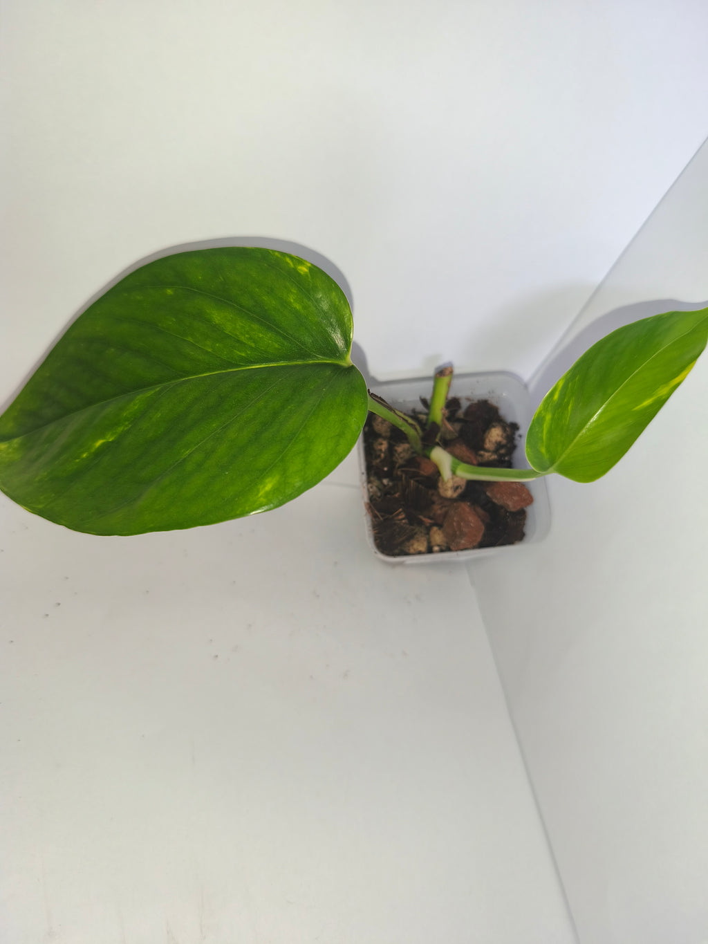 Epipremnum aureum #13