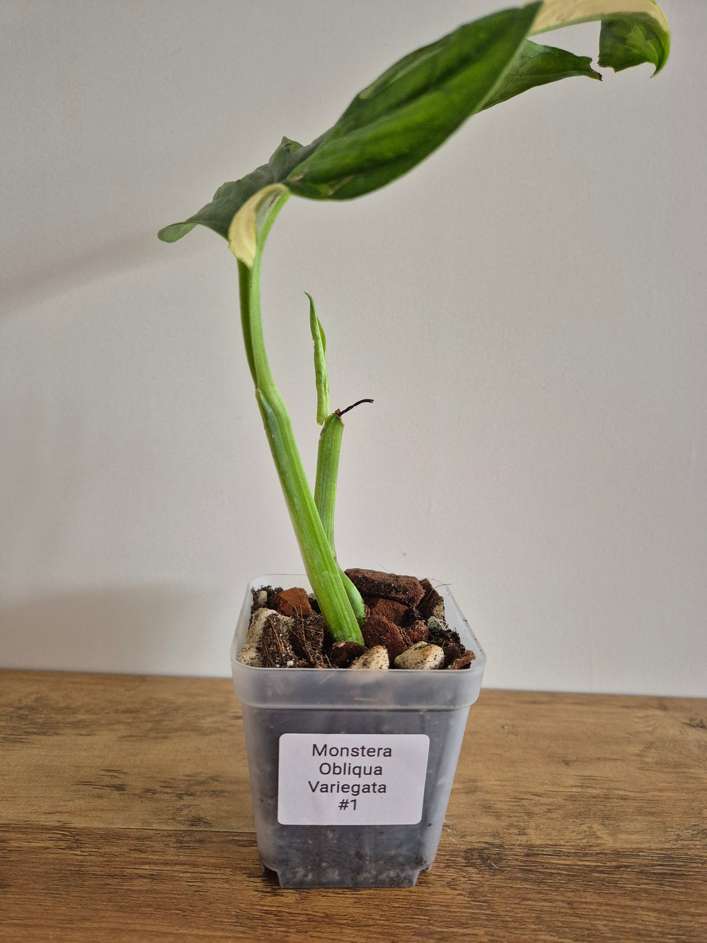 Monstera Obliqua variegated #1