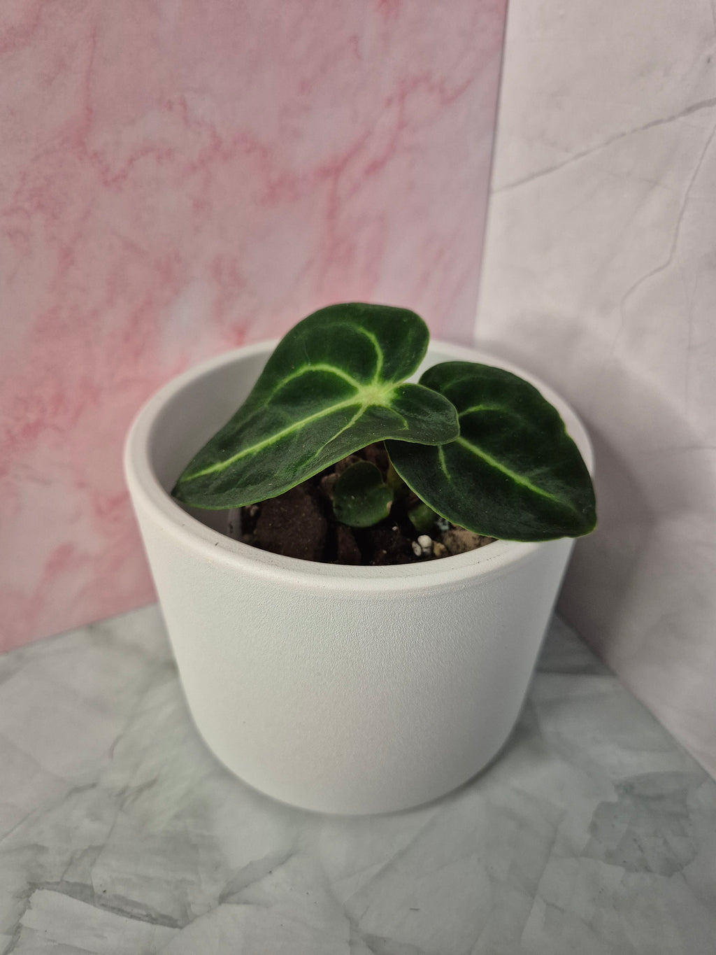 Anthurium Regale #8